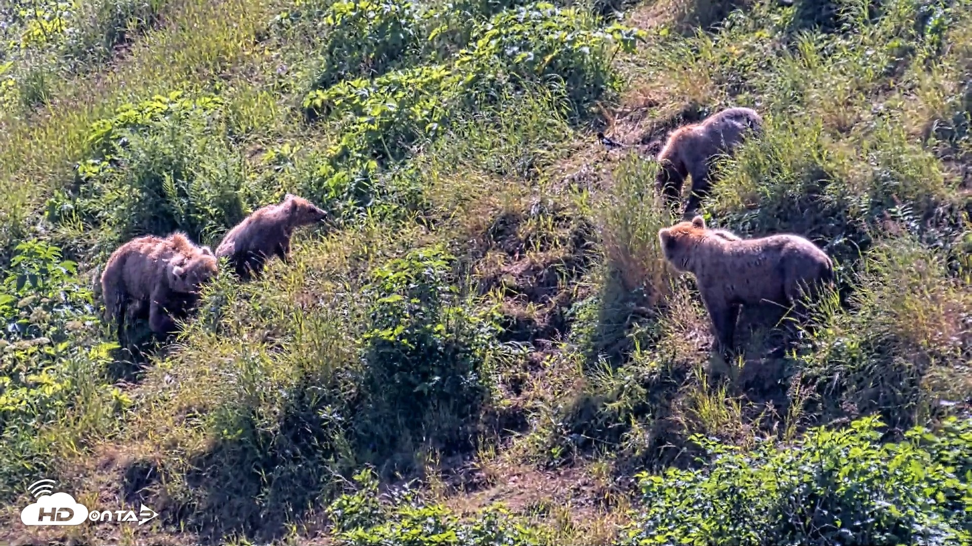 Snapshot of Kodiak Alaska Brown Bears Live Webcam taken Jul 31, 2026, 2:17pm AKDT