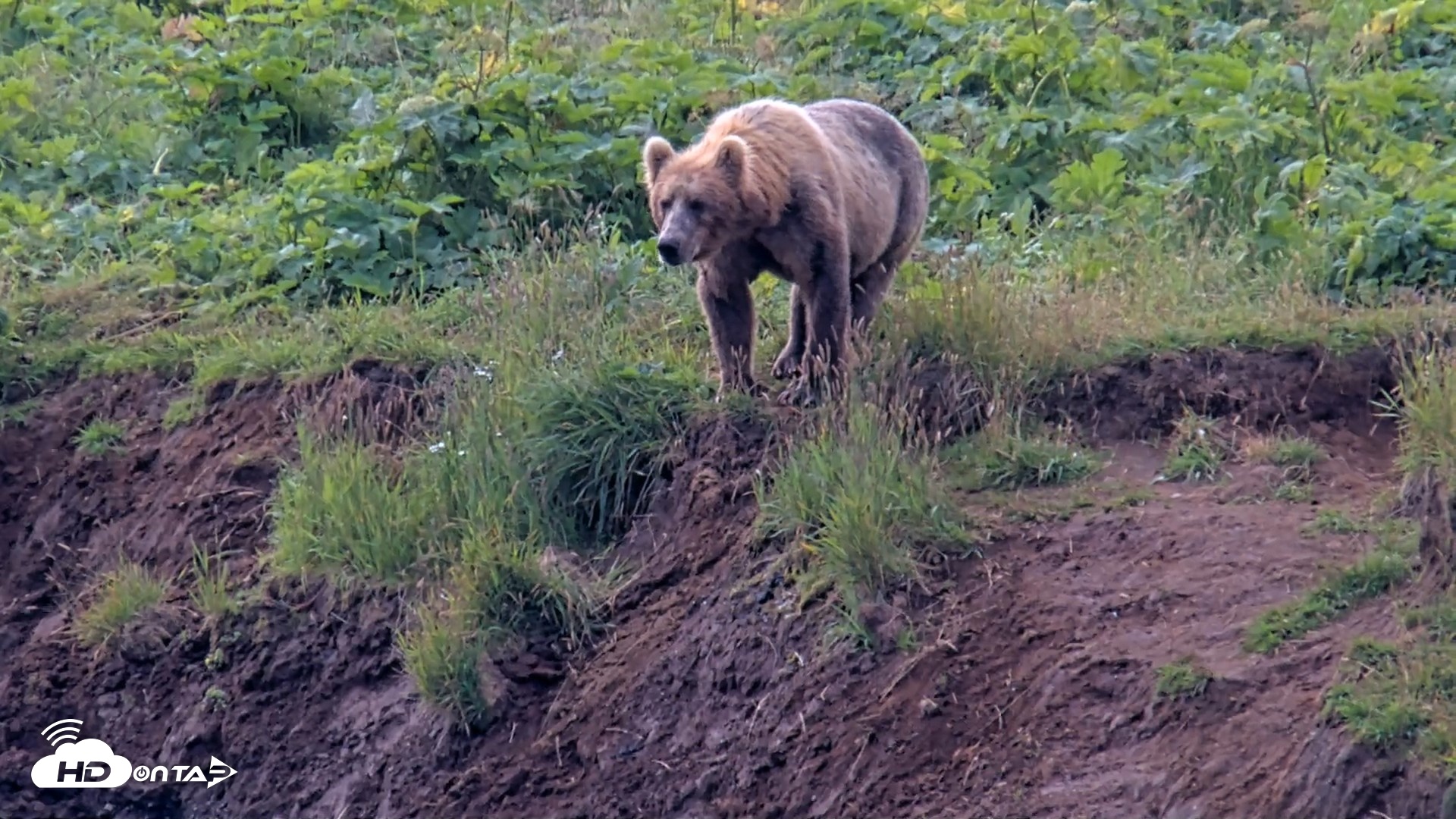 Snapshot of Kodiak Alaska Brown Bears Live Webcam taken Aug 9, 2026, 12:04pm AKDT