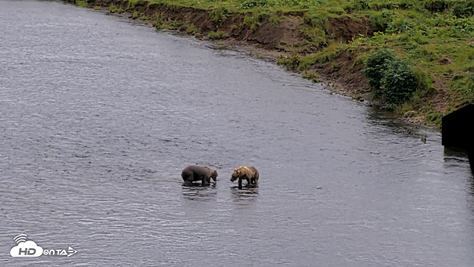 Snapshot of Kodiak Alaska Brown Bears Live Webcam taken Aug 14, 2026, 5:39pm AKDT