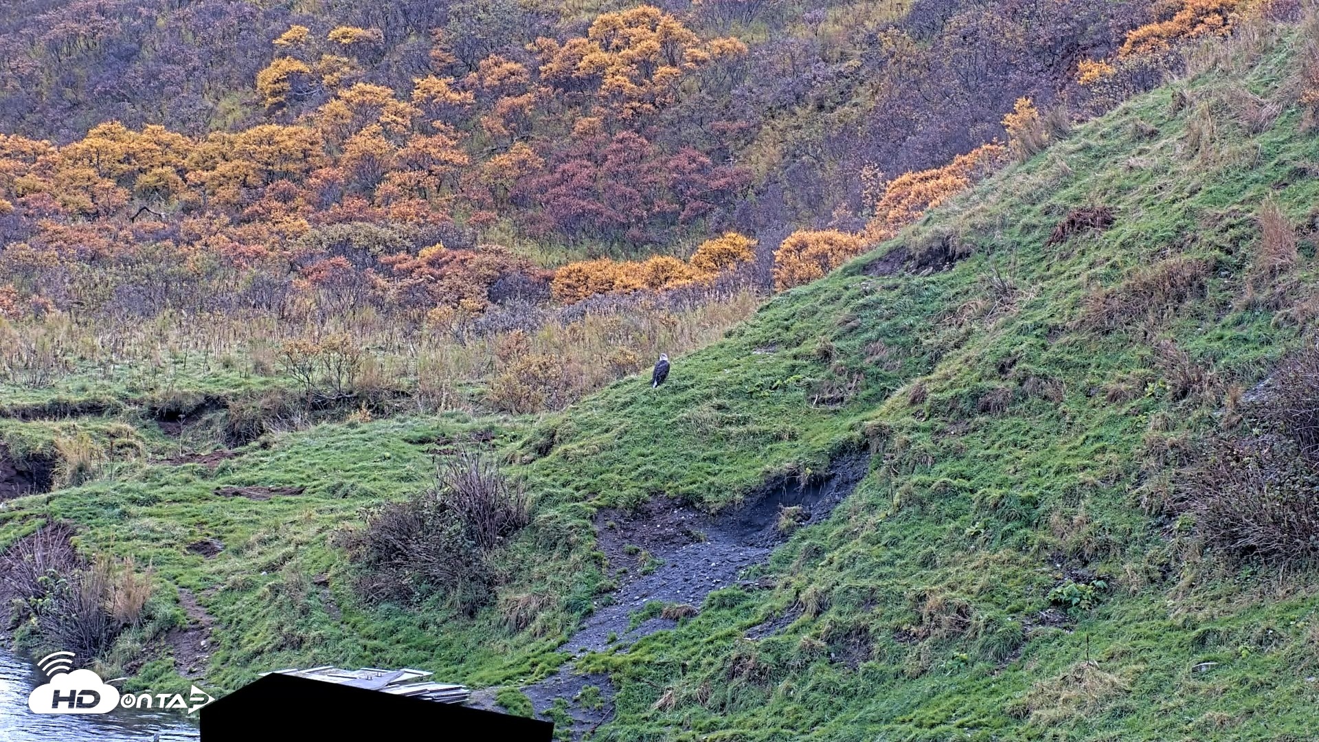 Snapshot of Kodiak Alaska Brown Bears Live Webcam taken Oct 8, 2026, 1:40pm AKDT