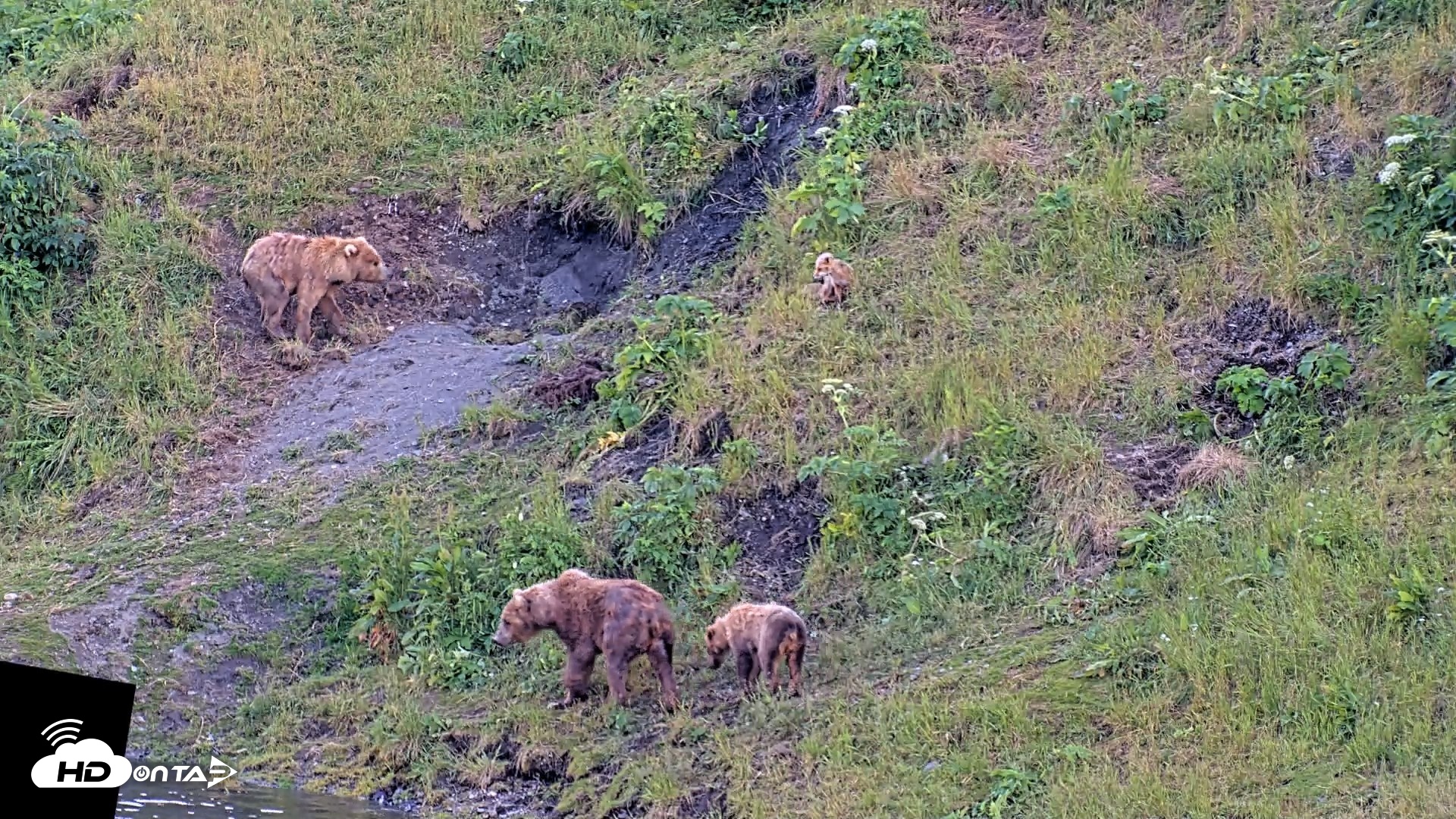 Snapshot of Kodiak Alaska Brown Bears Live Webcam taken Jul 28, 2026, 9:32pm AKDT