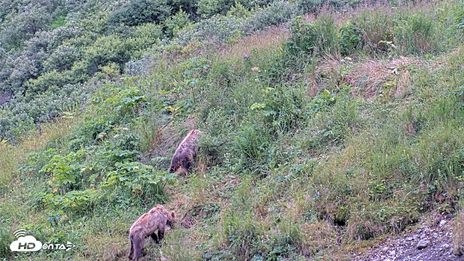 Snapshot of Kodiak Alaska Brown Bears Live Webcam taken Aug 6, 2026, 10:05am AKDT