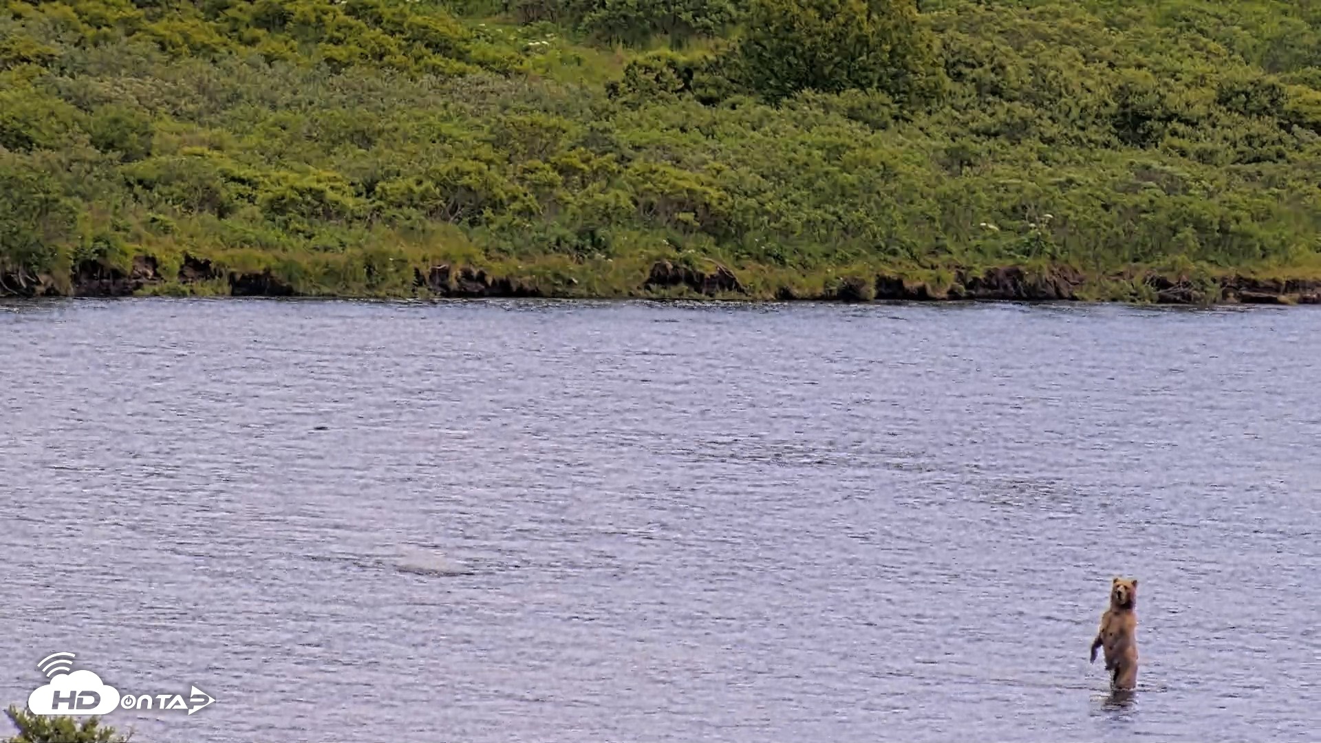 Snapshot of Kodiak Alaska Brown Bears Live Webcam taken Aug 2, 2026, 2:09pm AKDT