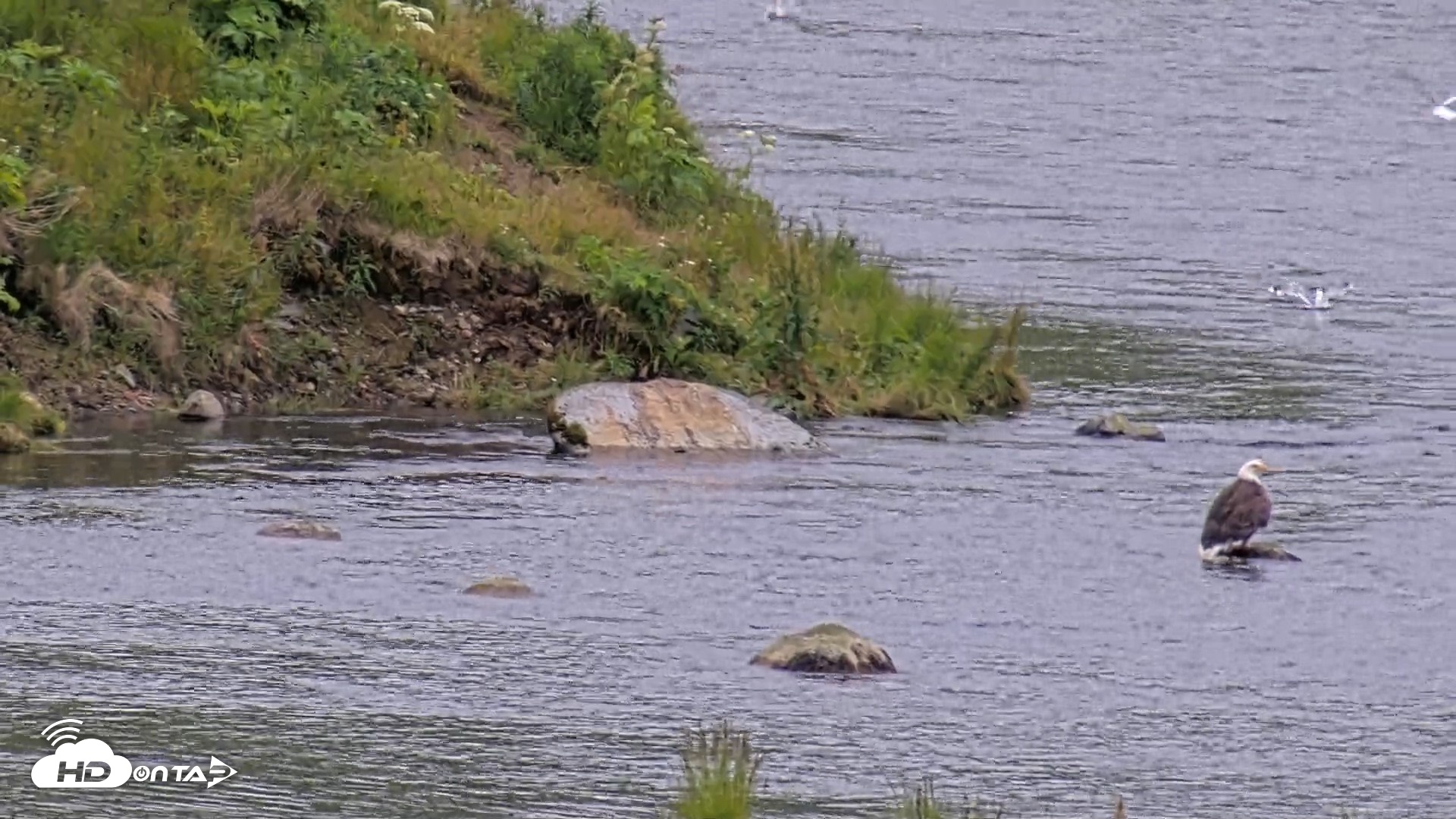 Snapshot of Kodiak Alaska Brown Bears Live Webcam taken Aug 4, 2026, 8:27pm AKDT
