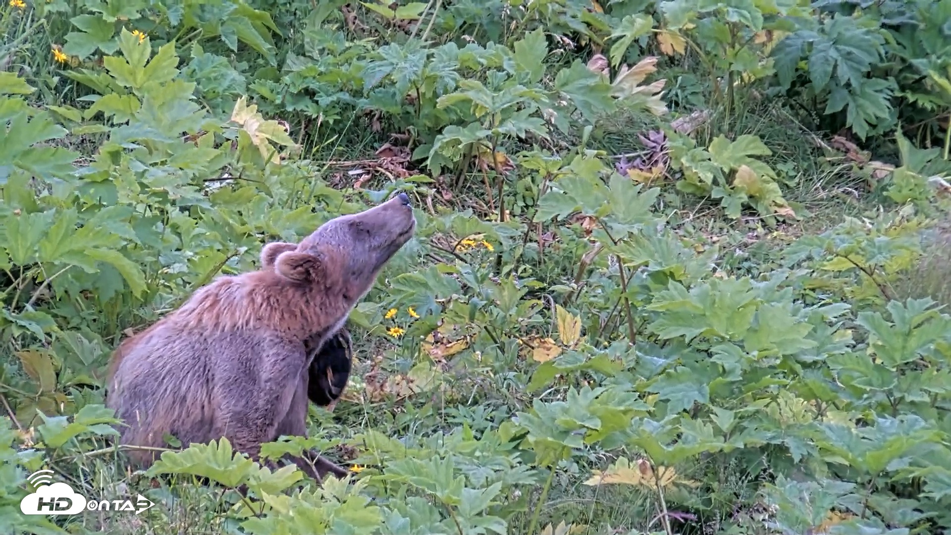 Snapshot of Kodiak Alaska Brown Bears Live Webcam taken Aug 3, 2026, 2:47pm AKDT