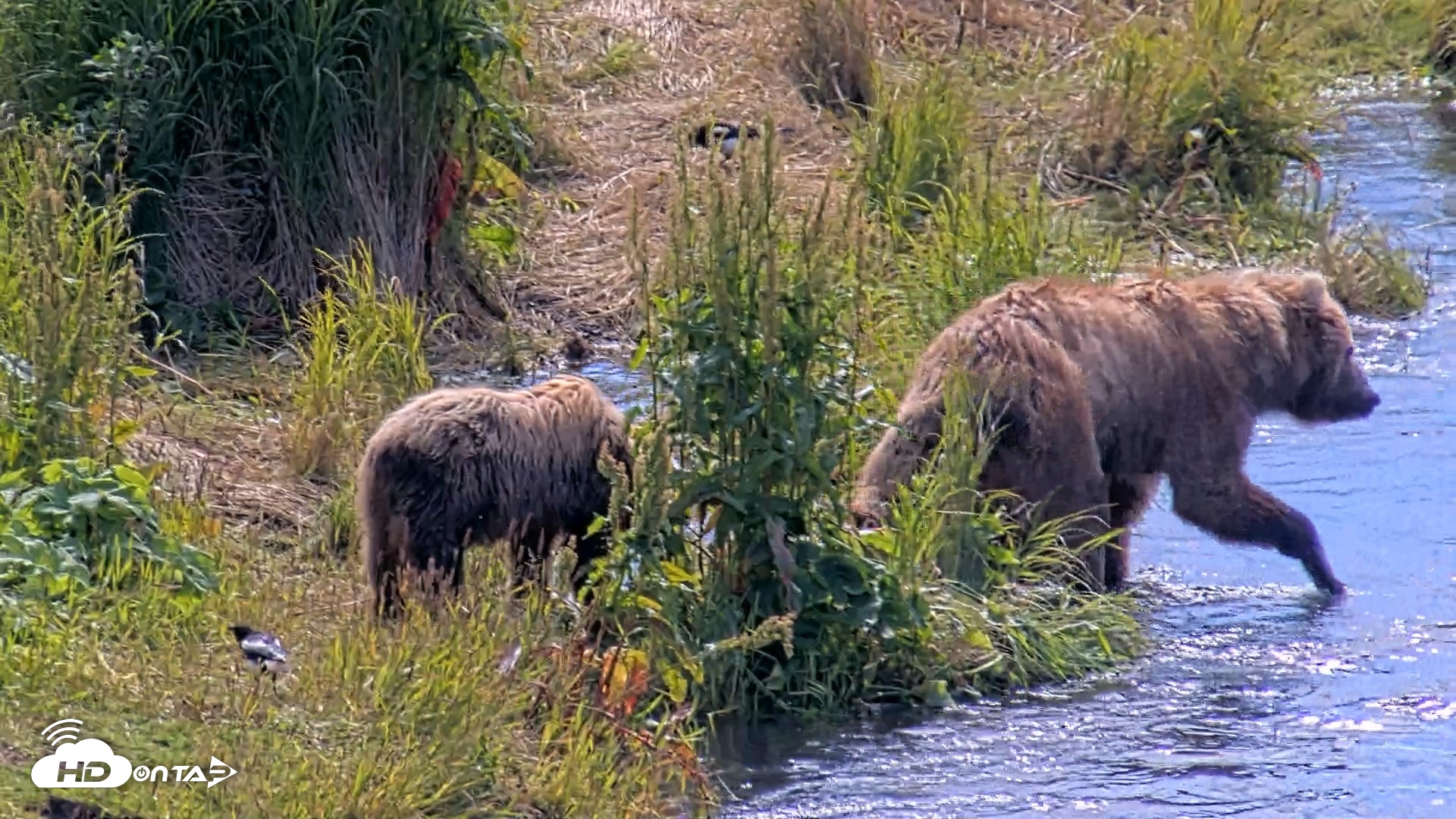 Snapshot of Kodiak Alaska Brown Bears Live Webcam taken Aug 1, 2026, 12:03pm AKDT