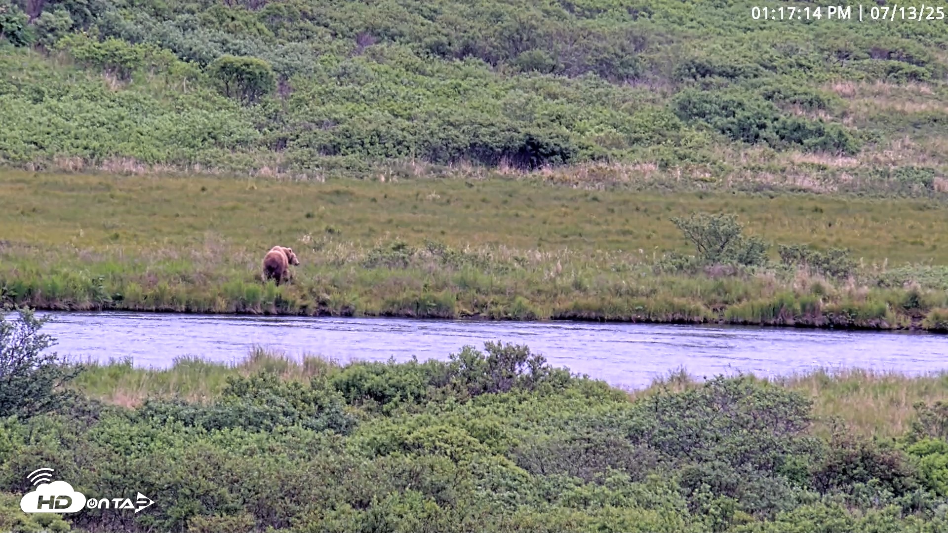 Snapshot of Kodiak Alaska Brown Bears Live Webcam taken Jul 13, 2025, 1:17pm AKDT