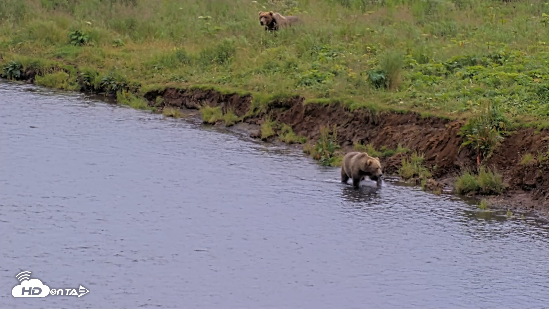 Snapshot of Kodiak Alaska Brown Bears Live Webcam taken Aug 10, 2026, 7:43pm AKDT