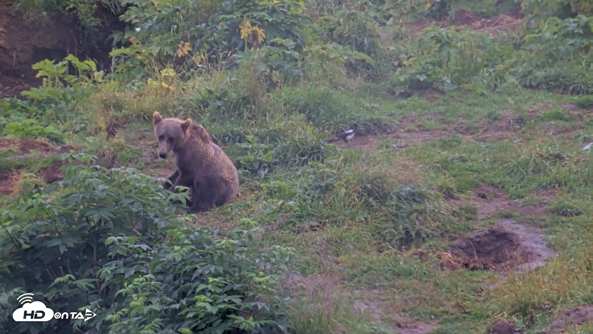 Snapshot of Kodiak Alaska Brown Bears Live Webcam taken Aug 14, 2026, 10:37am AKDT
