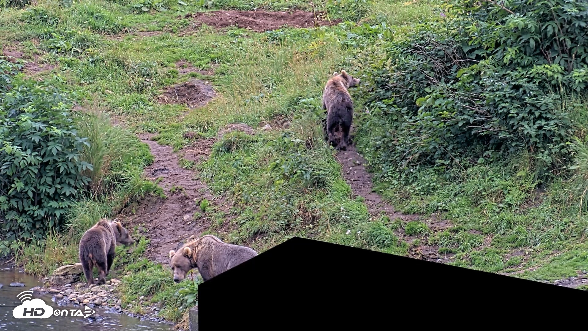 Snapshot of Kodiak Alaska Brown Bears Live Webcam taken Aug 20, 2026, 7:25pm AKDT