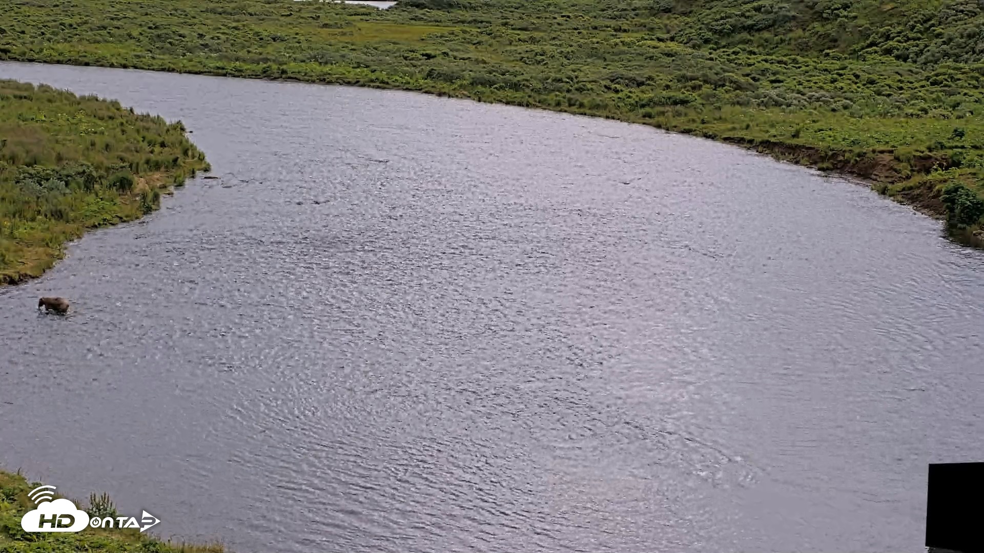 Snapshot of Kodiak Alaska Brown Bears Live Webcam taken Aug 6, 2026, 1:26pm AKDT
