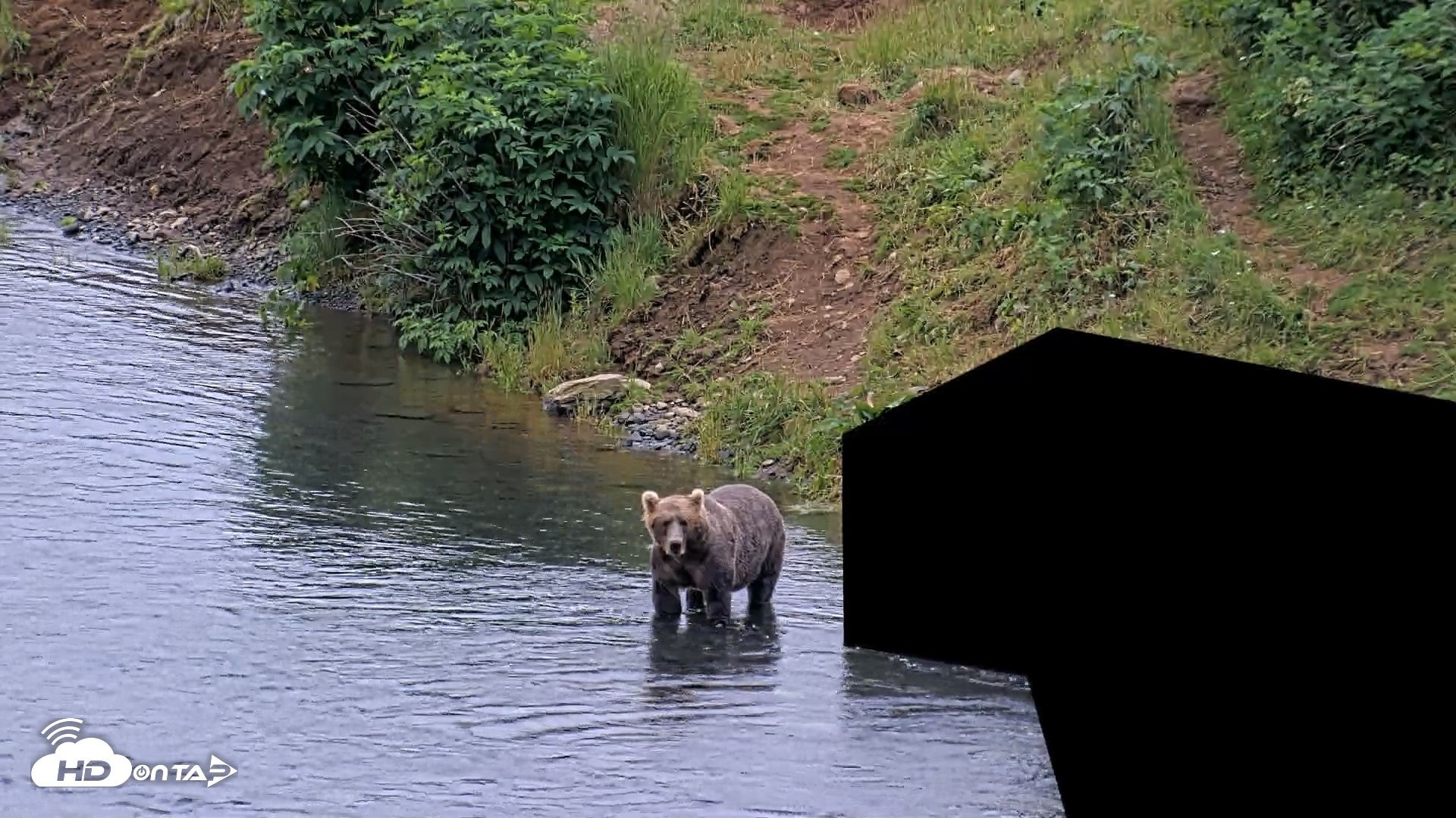 Snapshot of Kodiak Alaska Brown Bears Live Webcam taken Aug 3, 2026, 6:53am AKDT