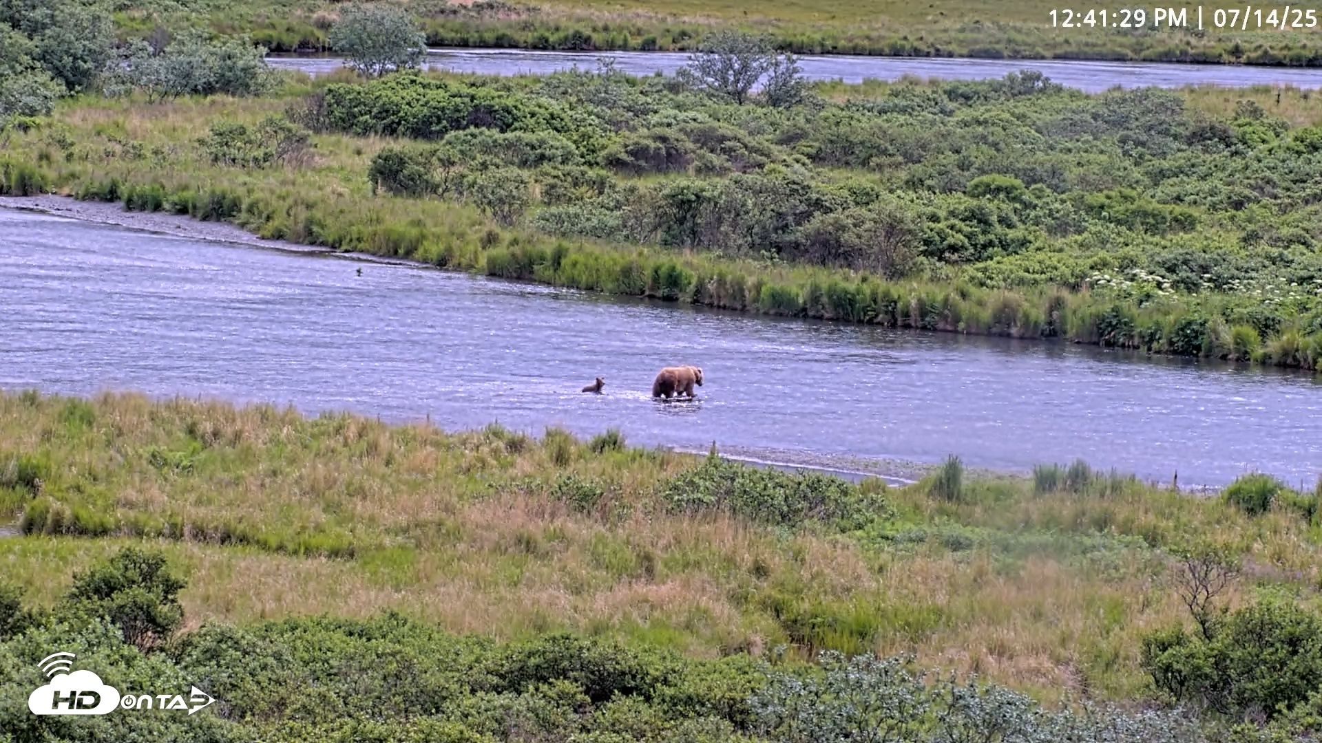 Snapshot of Kodiak Alaska Brown Bears Live Webcam taken Jul 14, 2025, 12:41pm AKDT