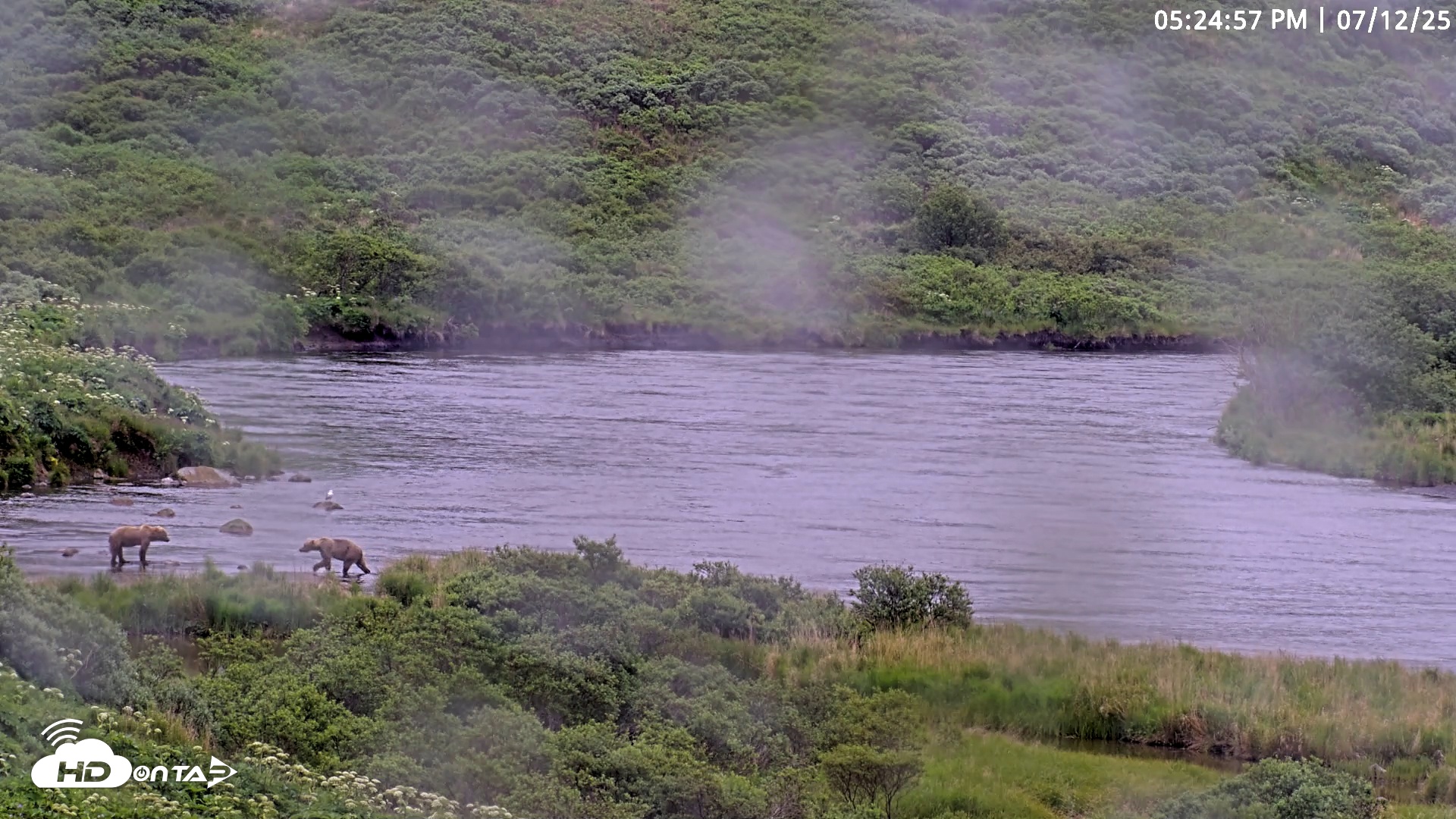 Snapshot of Kodiak Alaska Brown Bears Live Webcam taken Jul 12, 2025, 5:25pm AKDT