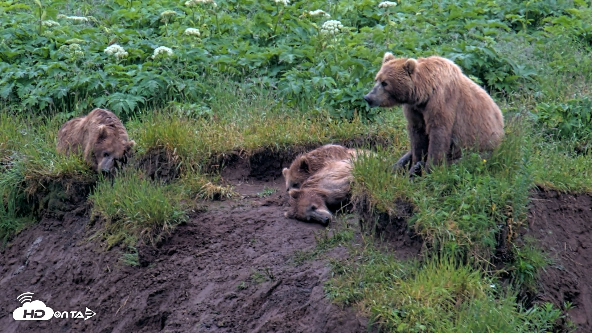 Snapshot of Kodiak Alaska Brown Bears Live Webcam taken Jul 22, 2026, 9:10am AKDT