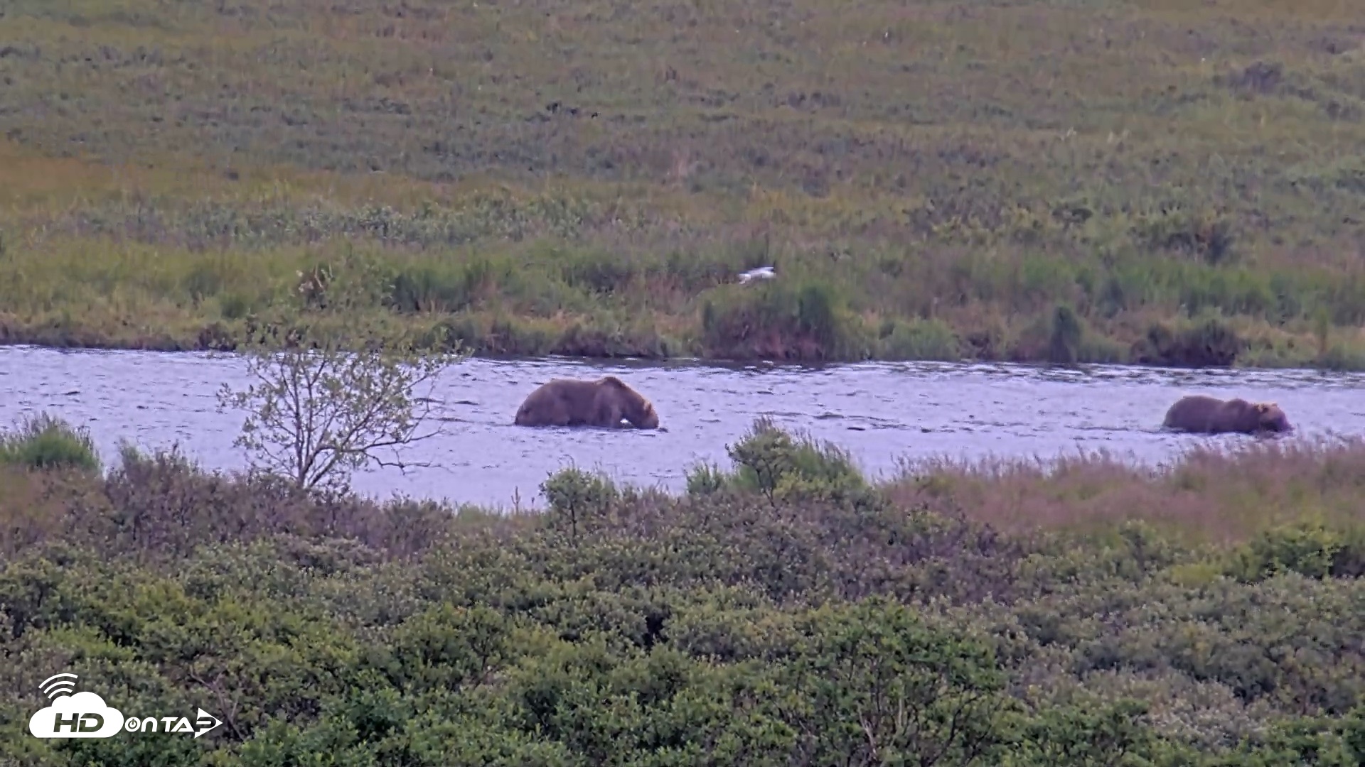 Snapshot of Kodiak Alaska Brown Bears Live Webcam taken Aug 5, 2026, 1:18pm AKDT