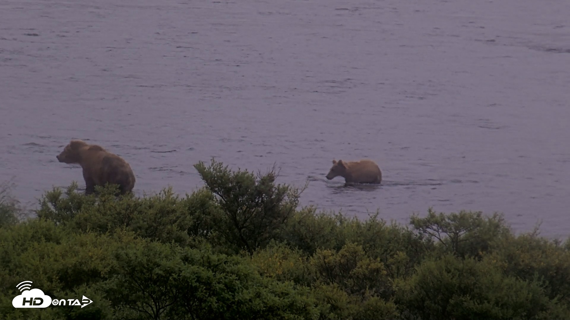 Snapshot of Kodiak Alaska Brown Bears Live Webcam taken Aug 4, 2026, 7:40am AKDT