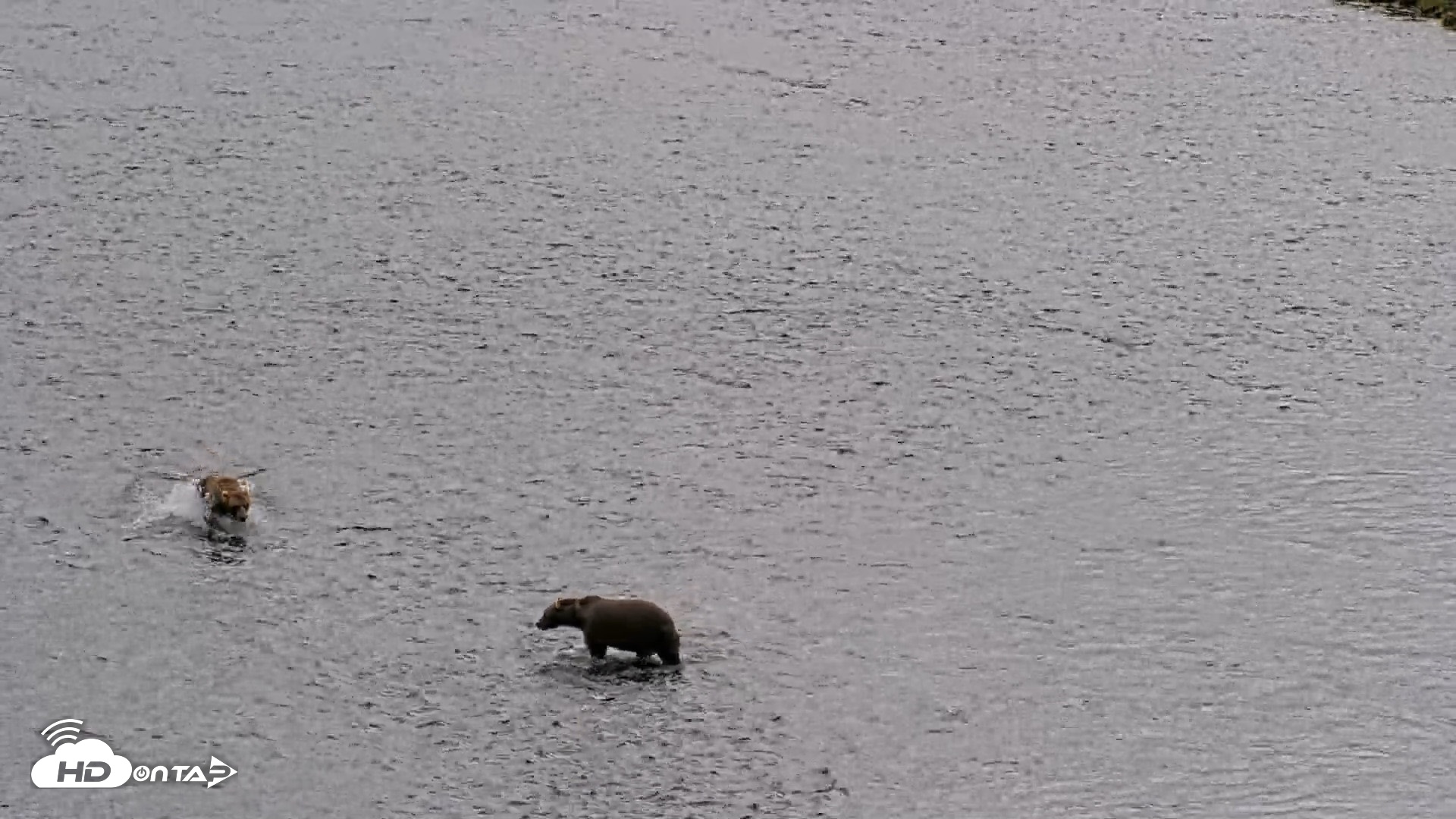 Snapshot of Kodiak Alaska Brown Bears Live Webcam taken Aug 14, 2026, 1:38pm AKDT