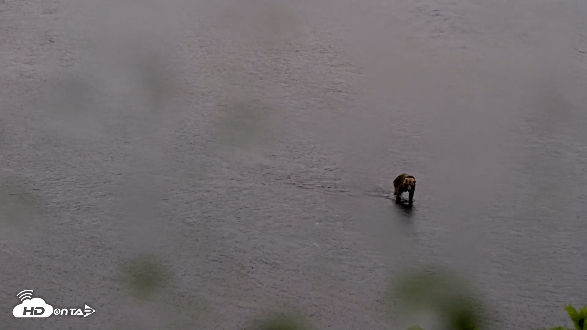 Snapshot of Kodiak Alaska Brown Bears Live Webcam taken Jul 21, 2026, 7:05am AKDT