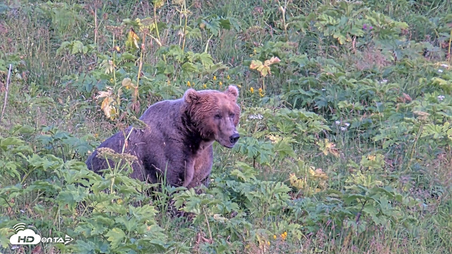 Snapshot of Kodiak Alaska Brown Bears Live Webcam taken Aug 11, 2026, 7:16pm AKDT