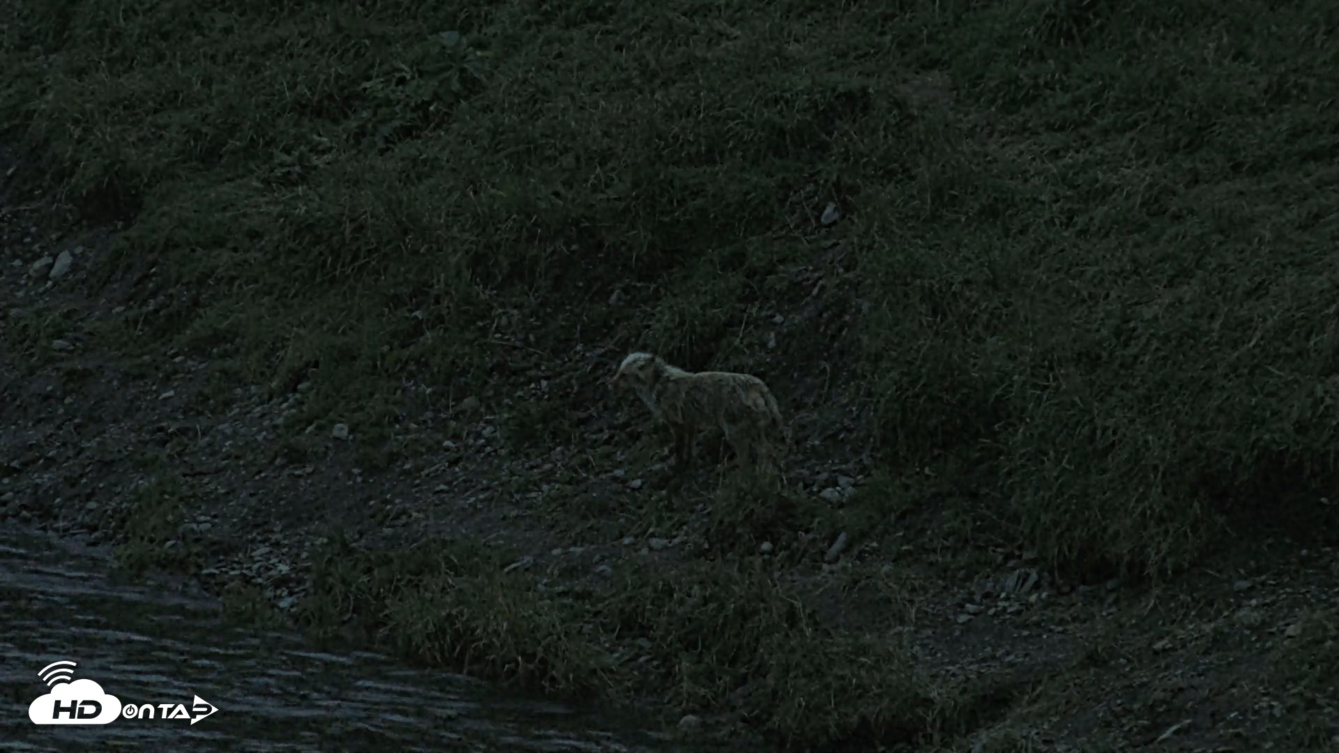 Snapshot of Kodiak Alaska Brown Bears Live Webcam taken Aug 18, 2026, 10:04pm AKDT