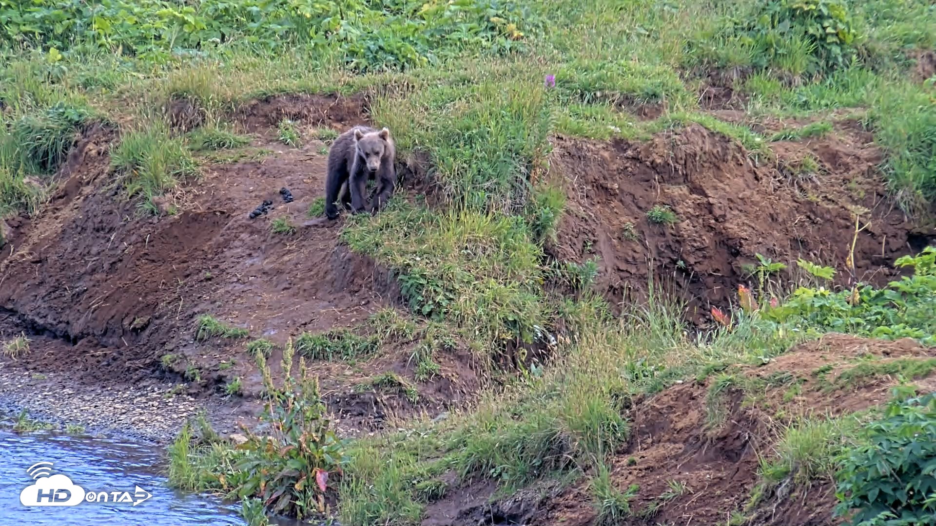 Snapshot of Kodiak Alaska Brown Bears Live Webcam taken Aug 11, 2026, 6:15pm AKDT