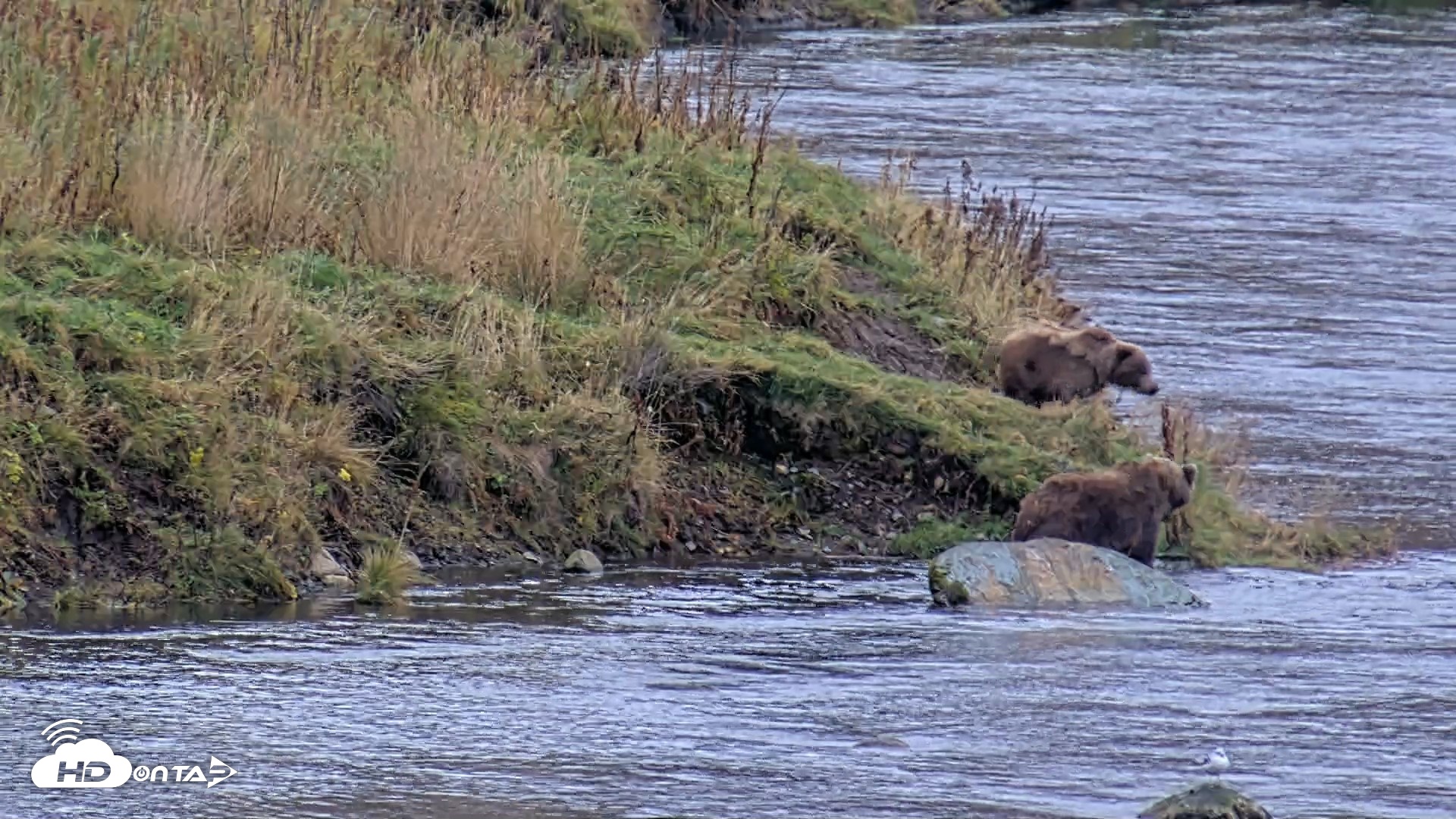 Snapshot of Kodiak Alaska Brown Bears Live Webcam taken Oct 6, 2026, 11:32am AKDT