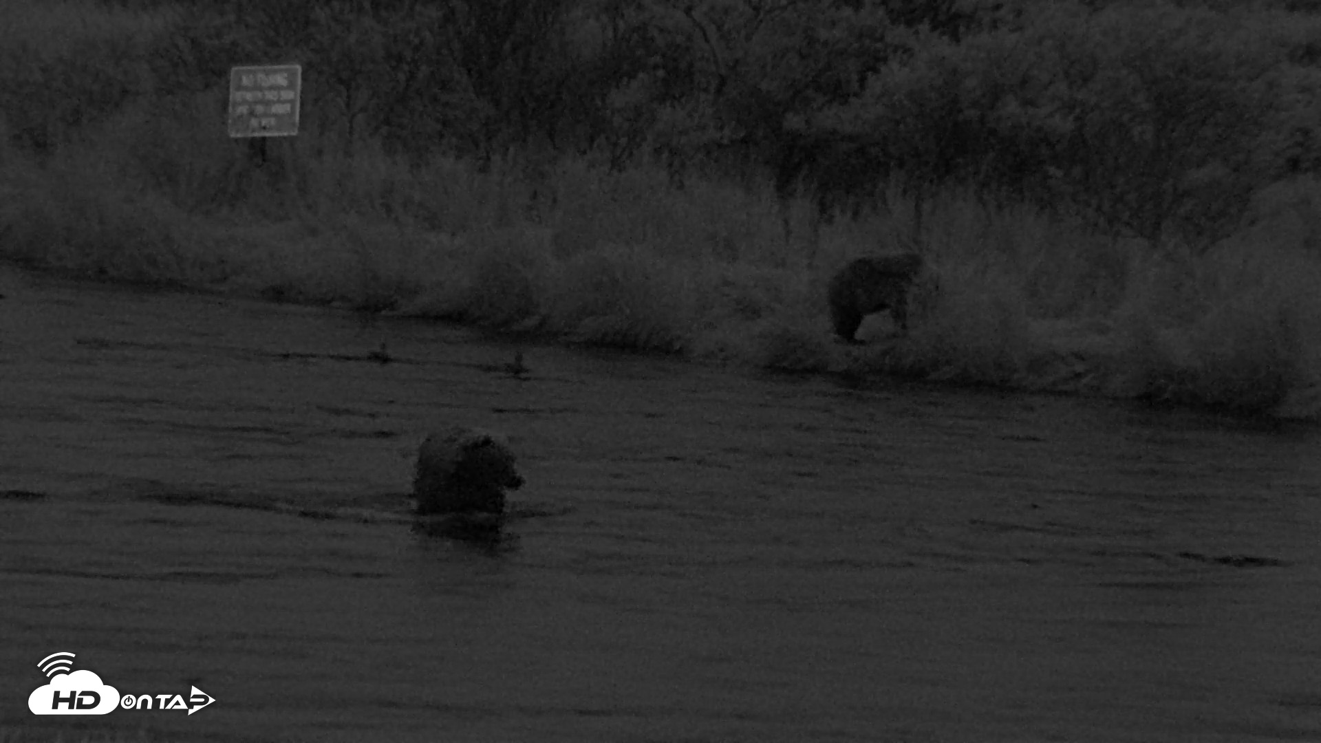 Snapshot of Kodiak Alaska Brown Bears Live Webcam taken Sep 13, 2026, 9:03pm AKDT