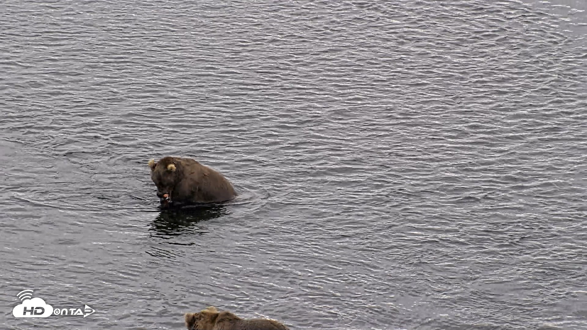 Snapshot of Kodiak Alaska Brown Bears Live Webcam taken Aug 11, 2026, 10:22am AKDT