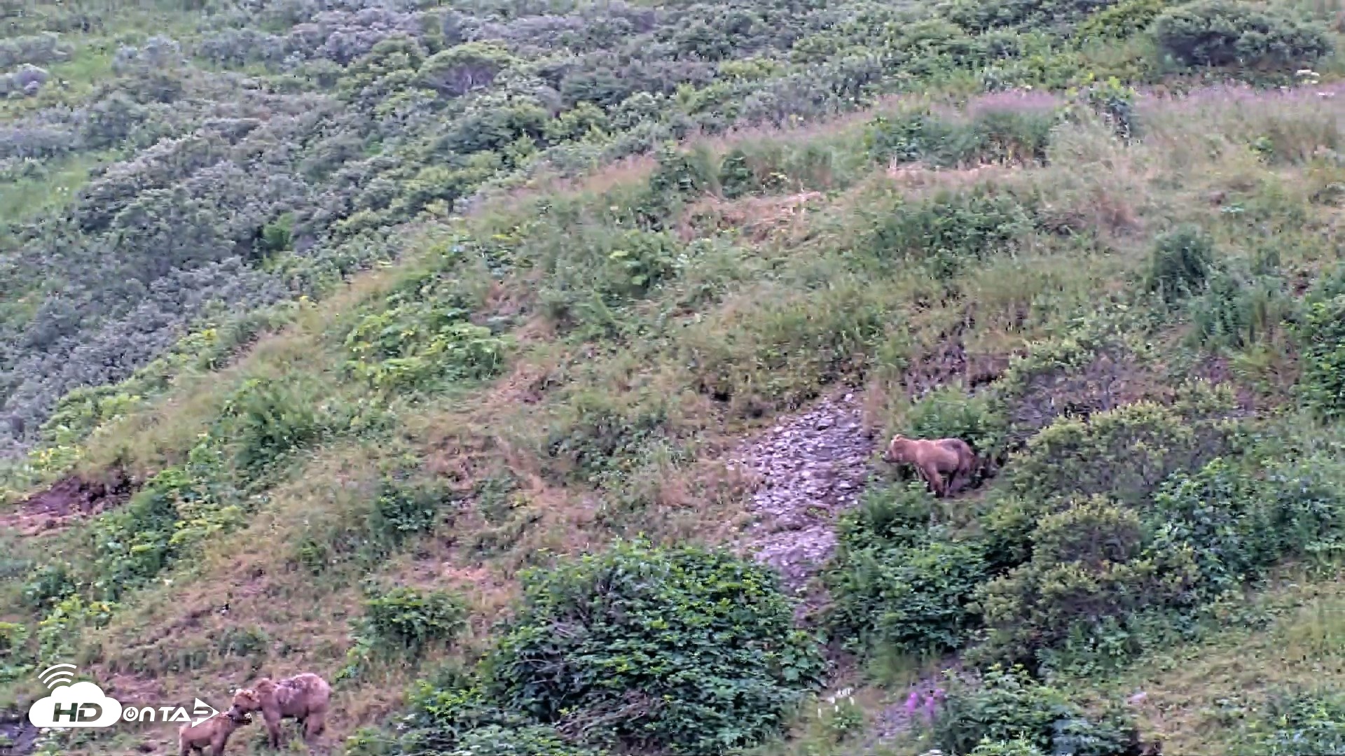 Snapshot of Kodiak Alaska Brown Bears Live Webcam taken Aug 7, 2026, 3:17pm AKDT