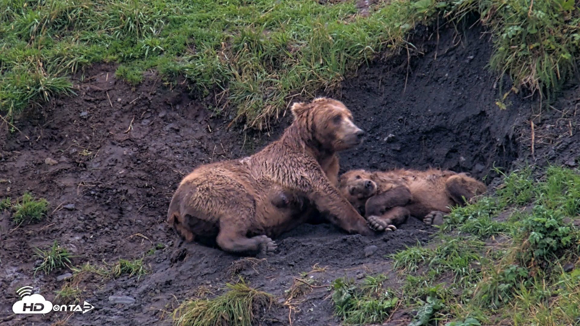 Snapshot of Kodiak Alaska Brown Bears Live Webcam taken Aug 17, 2026, 7:09pm AKDT