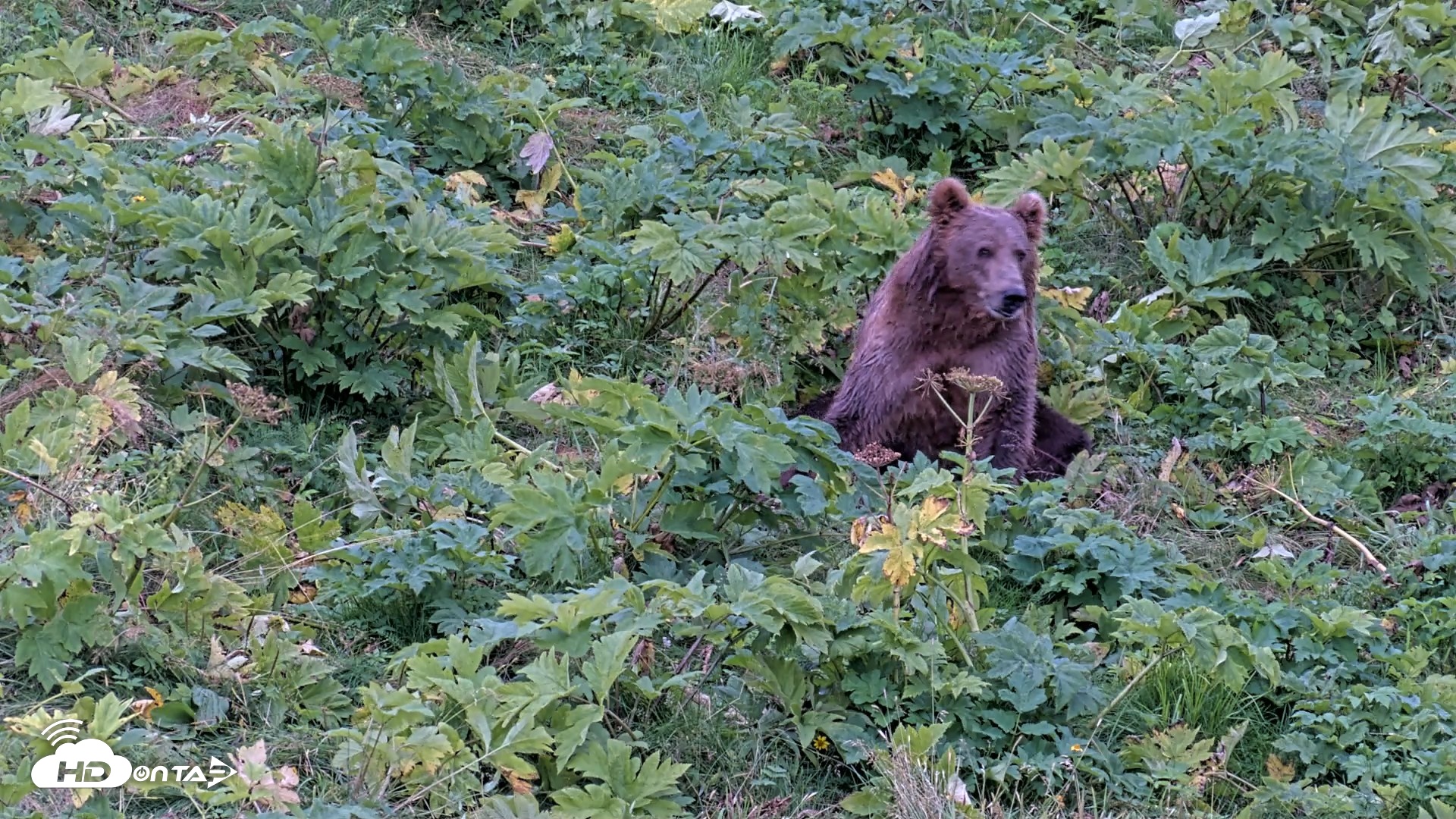Snapshot of Kodiak Alaska Brown Bears Live Webcam taken Aug 19, 2026, 6:02pm AKDT