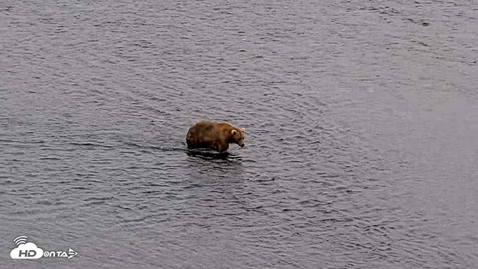 Snapshot of Kodiak Alaska Brown Bears Live Webcam taken Aug 10, 2026, 9:24pm AKDT