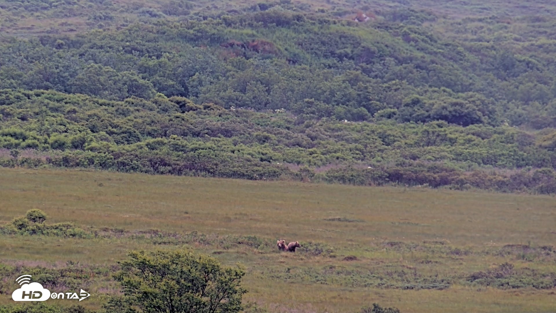 Snapshot of Kodiak Alaska Brown Bears Live Webcam taken Aug 4, 2026, 9:28am AKDT