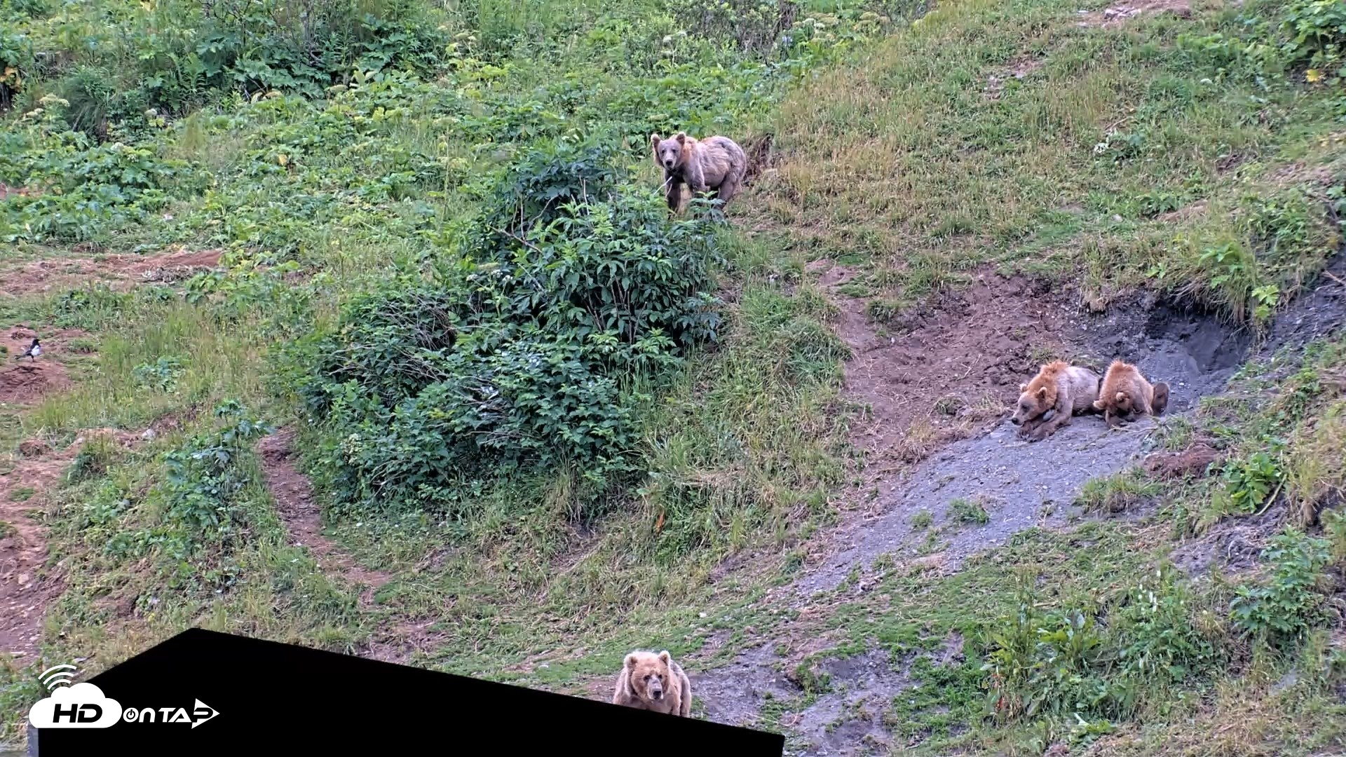 Snapshot of Kodiak Alaska Brown Bears Live Webcam taken Aug 3, 2026, 2:13pm AKDT