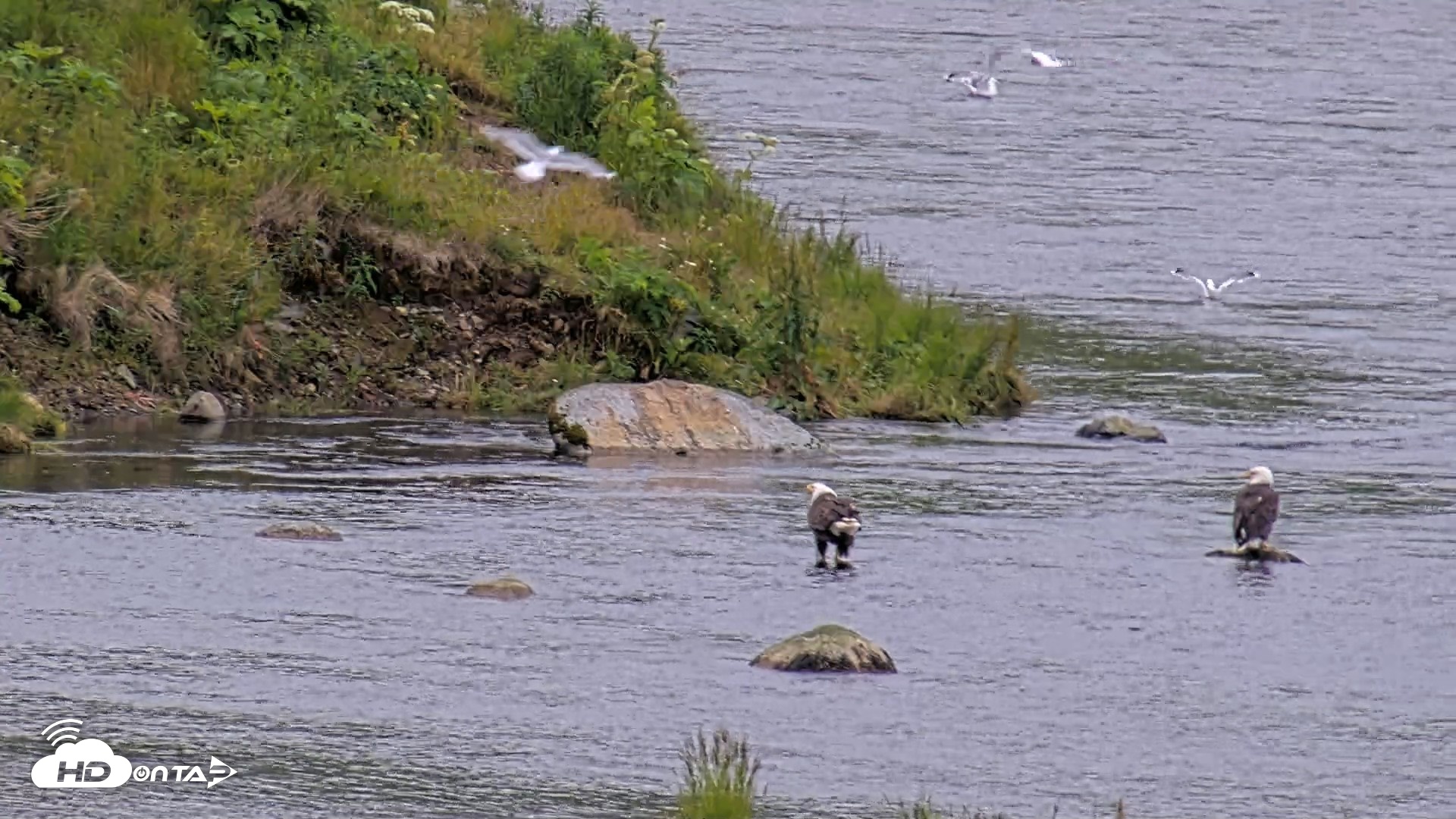 Snapshot of Kodiak Alaska Brown Bears Live Webcam taken Aug 4, 2026, 8:25pm AKDT