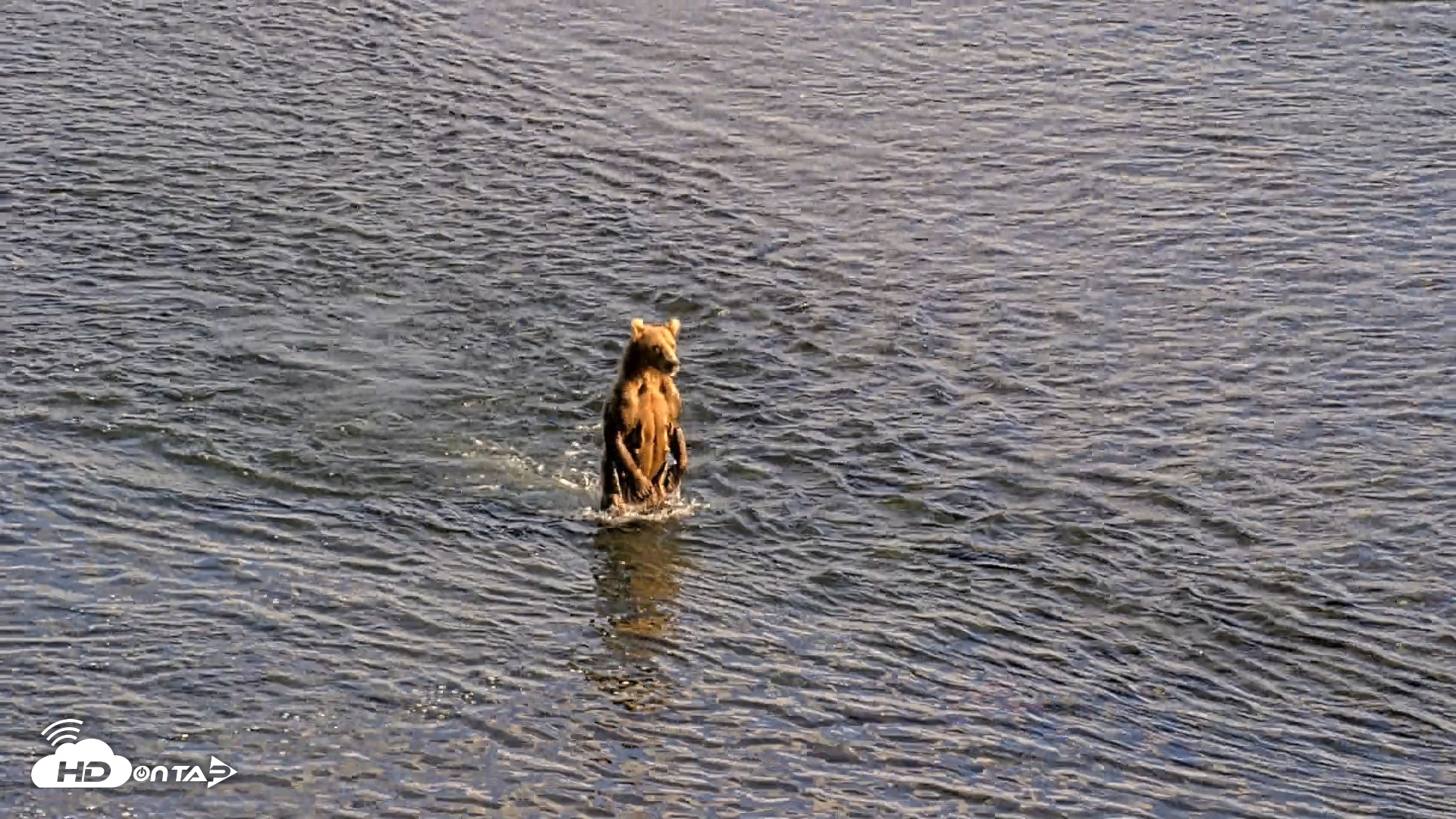 Snapshot of Kodiak Alaska Brown Bears Live Webcam taken Aug 23, 2026, 6:13pm AKDT