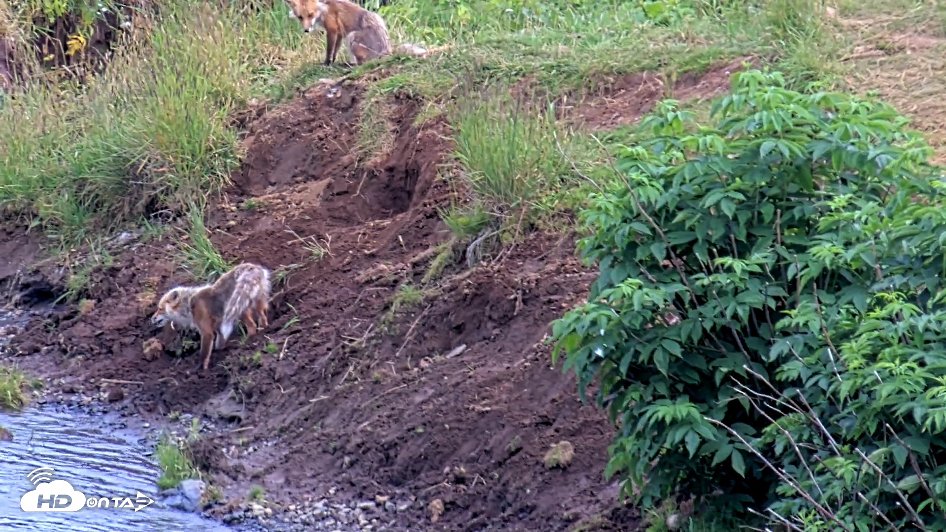 Snapshot of Kodiak Alaska Brown Bears Live Webcam taken Aug 1, 2026, 8:27pm AKDT
