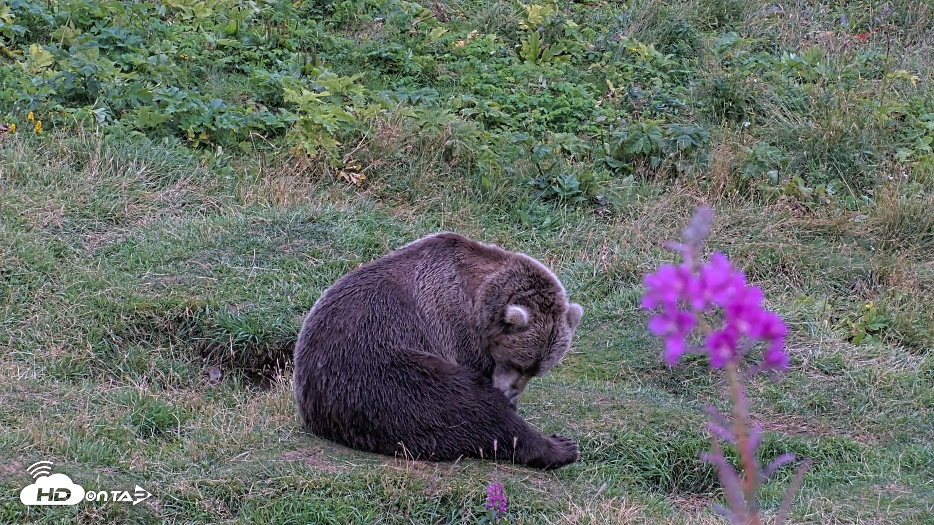 Snapshot of Kodiak Alaska Brown Bears Live Webcam taken Aug 21, 2026, 7:49pm AKDT