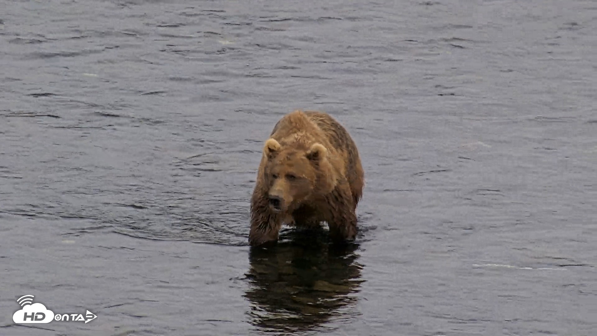 Snapshot of Kodiak Alaska Brown Bears Live Webcam taken Aug 10, 2026, 9:23pm AKDT