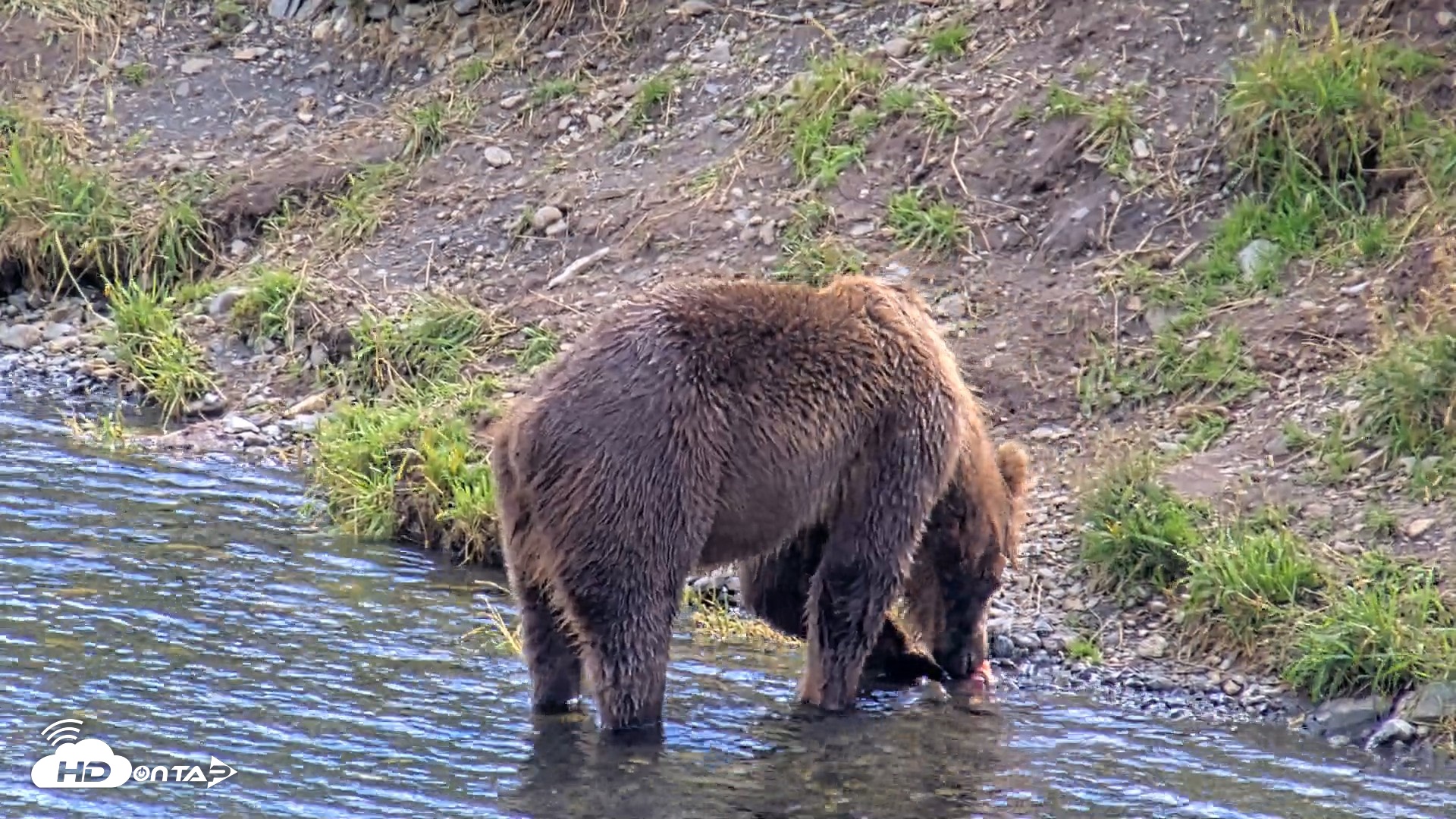 Snapshot of Kodiak Alaska Brown Bears Live Webcam taken Aug 22, 2026, 3:47pm AKDT
