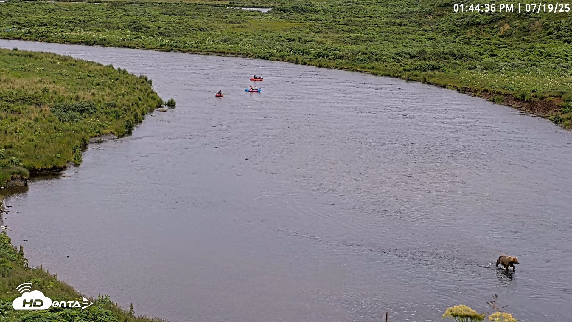 Snapshot of Kodiak Alaska Brown Bears Live Webcam taken Jul 19, 2025, 1:45pm AKDT