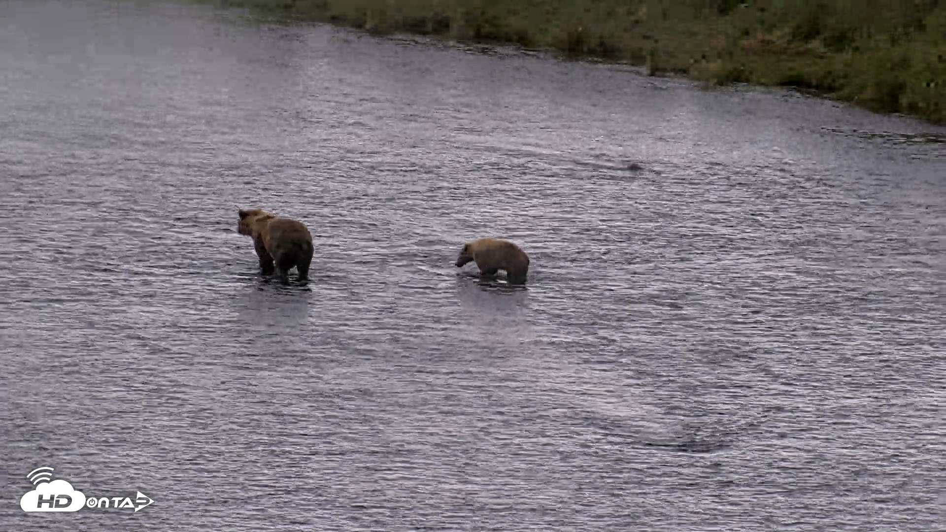 Snapshot of Kodiak Alaska Brown Bears Live Webcam taken Aug 12, 2026, 8:50pm AKDT