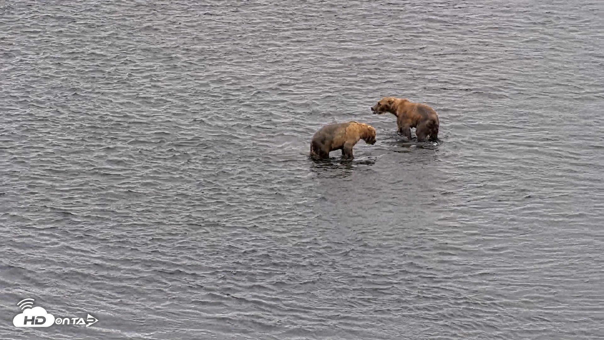Snapshot of Kodiak Alaska Brown Bears Live Webcam taken Aug 6, 2026, 10:57am AKDT