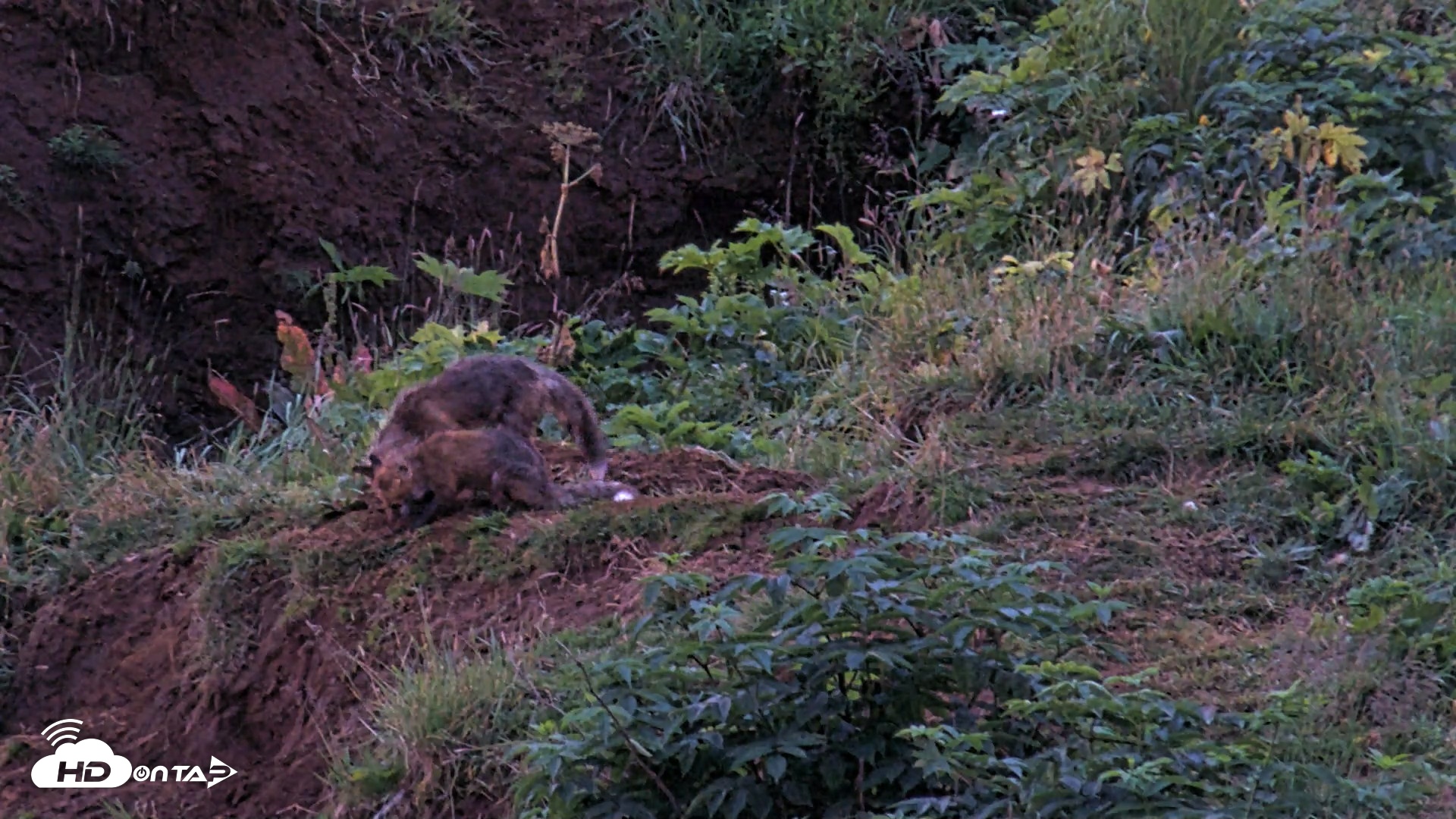 Snapshot of Kodiak Alaska Brown Bears Live Webcam taken Aug 12, 2026, 6:34am AKDT