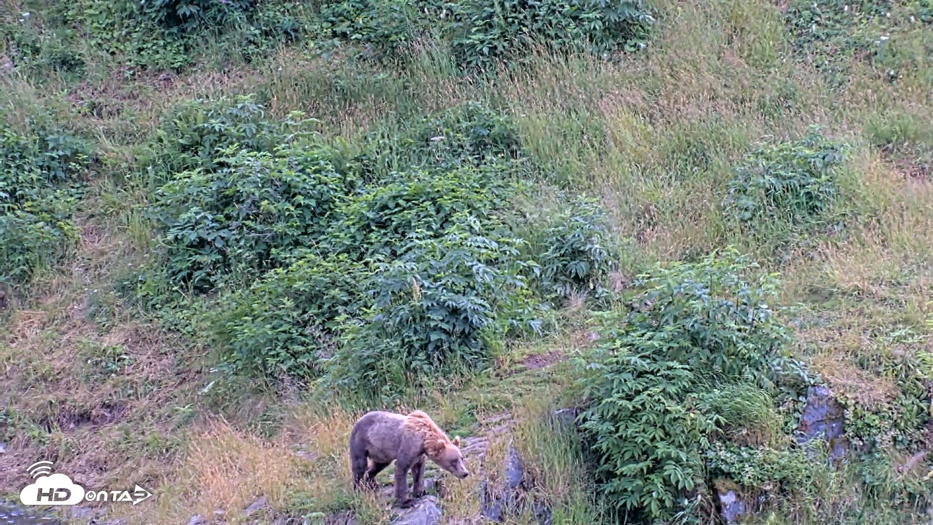 Snapshot of Kodiak Alaska Brown Bears Live Webcam taken Aug 7, 2026, 5:46pm AKDT