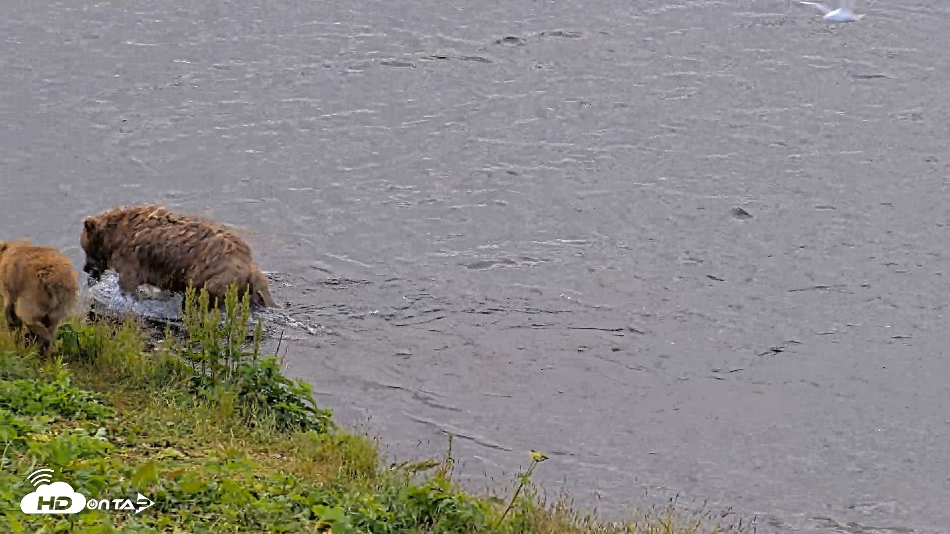 Snapshot of Kodiak Alaska Brown Bears Live Webcam taken Aug 2, 2026, 9:00am AKDT