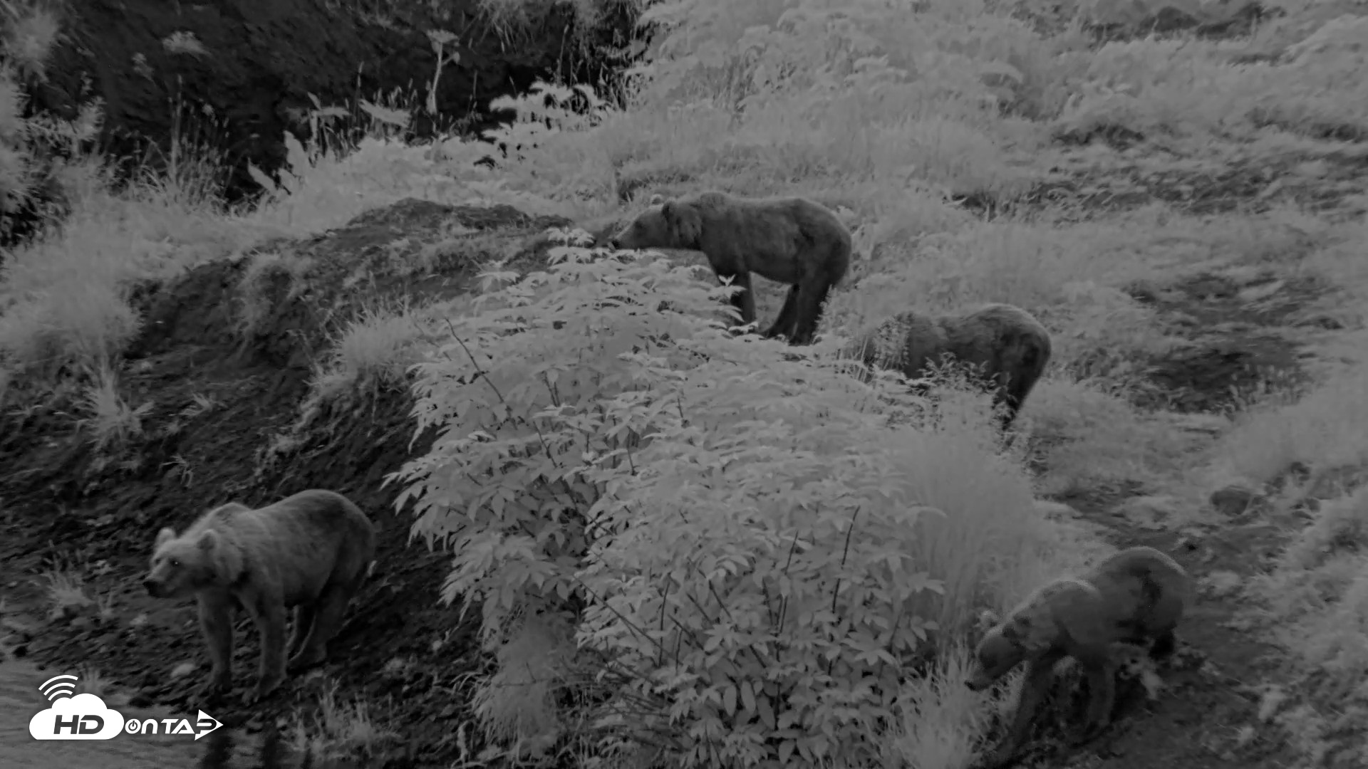 Snapshot of Kodiak Alaska Brown Bears Live Webcam taken Aug 12, 2026, 6:21am AKDT