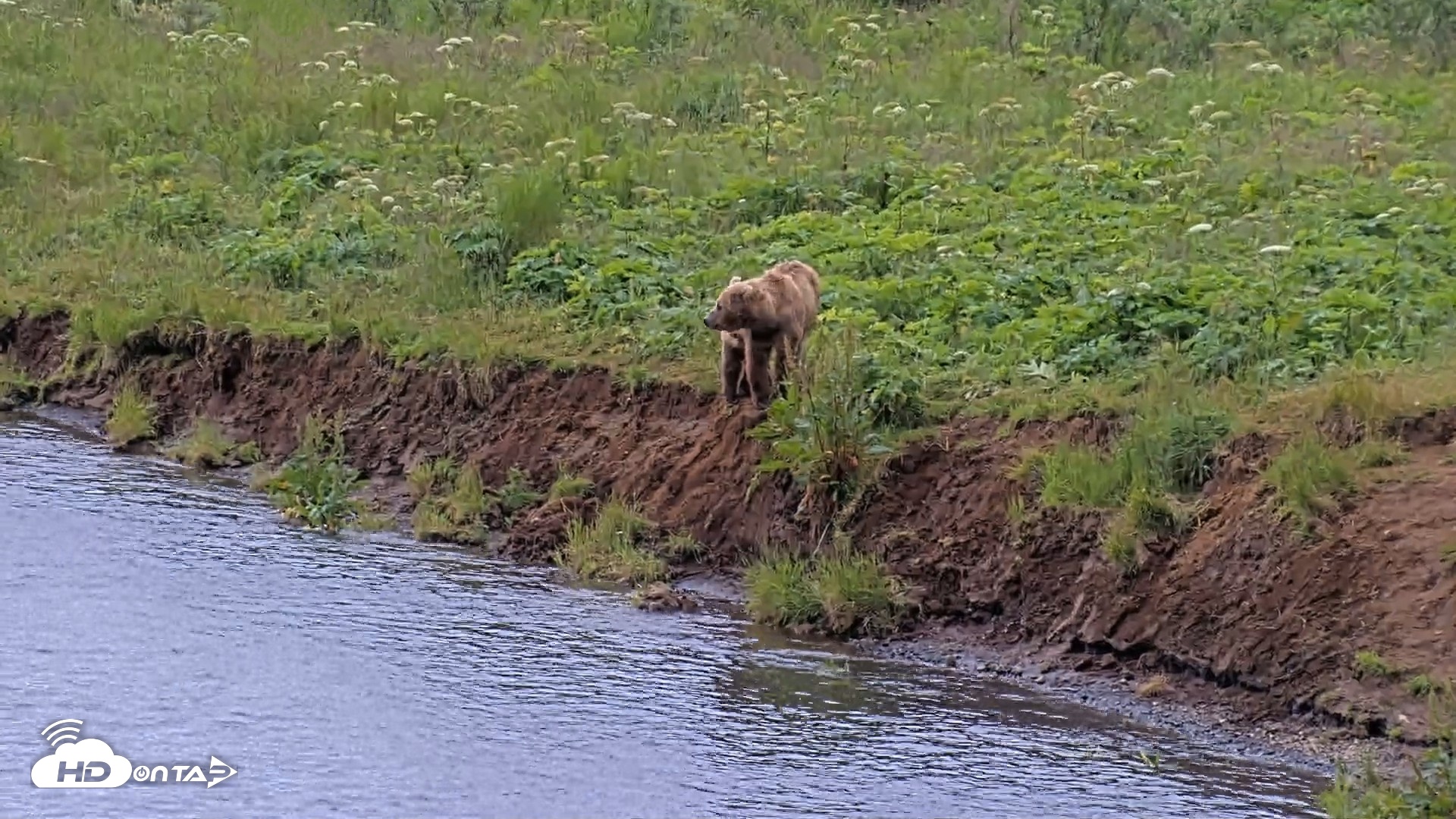 Snapshot of Kodiak Alaska Brown Bears Live Webcam taken Aug 2, 2026, 11:18am AKDT