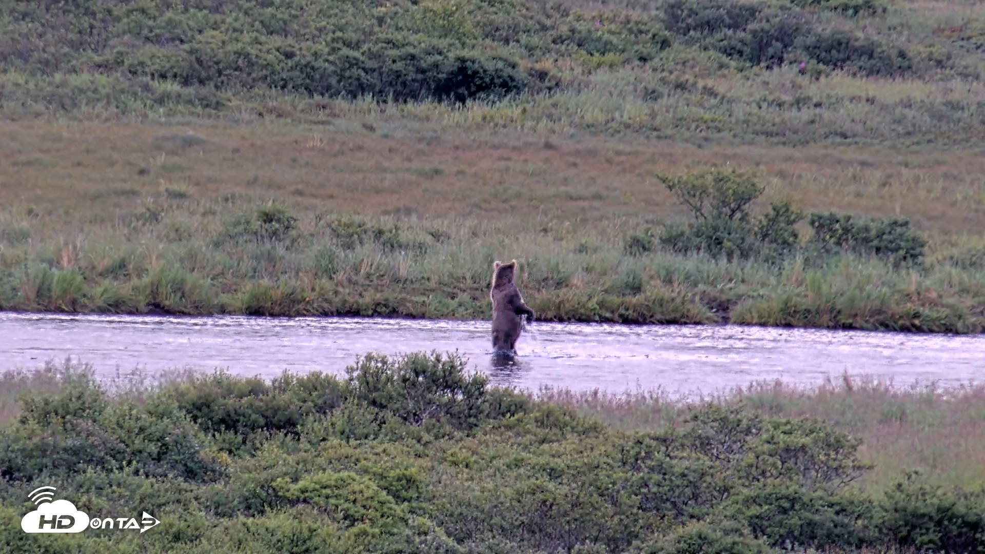 Snapshot of Kodiak Alaska Brown Bears Live Webcam taken Aug 22, 2026, 7:50pm AKDT